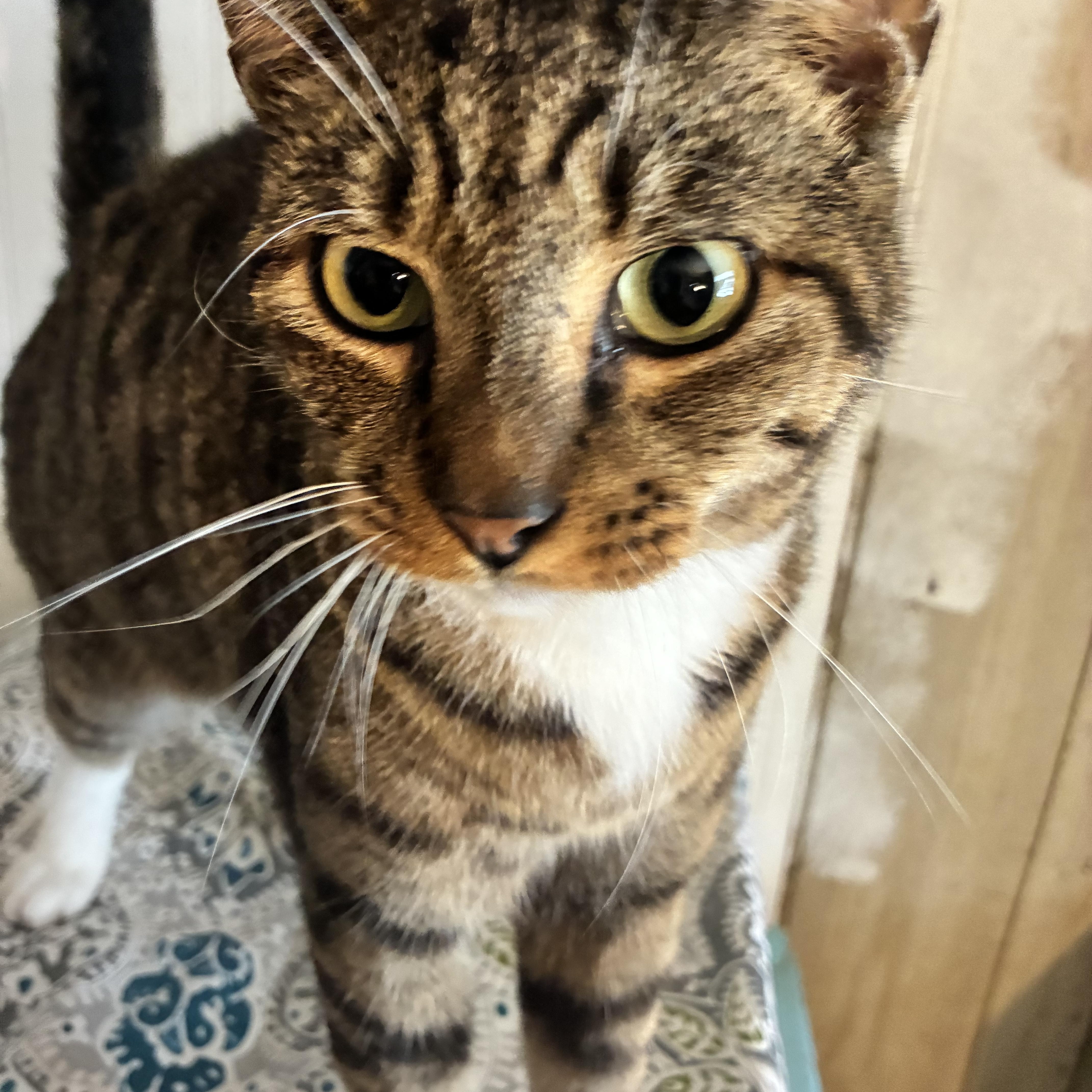 Enlarge Bayou, a Adoptable Domestic Short Hair in Duluth, GA image 2/4