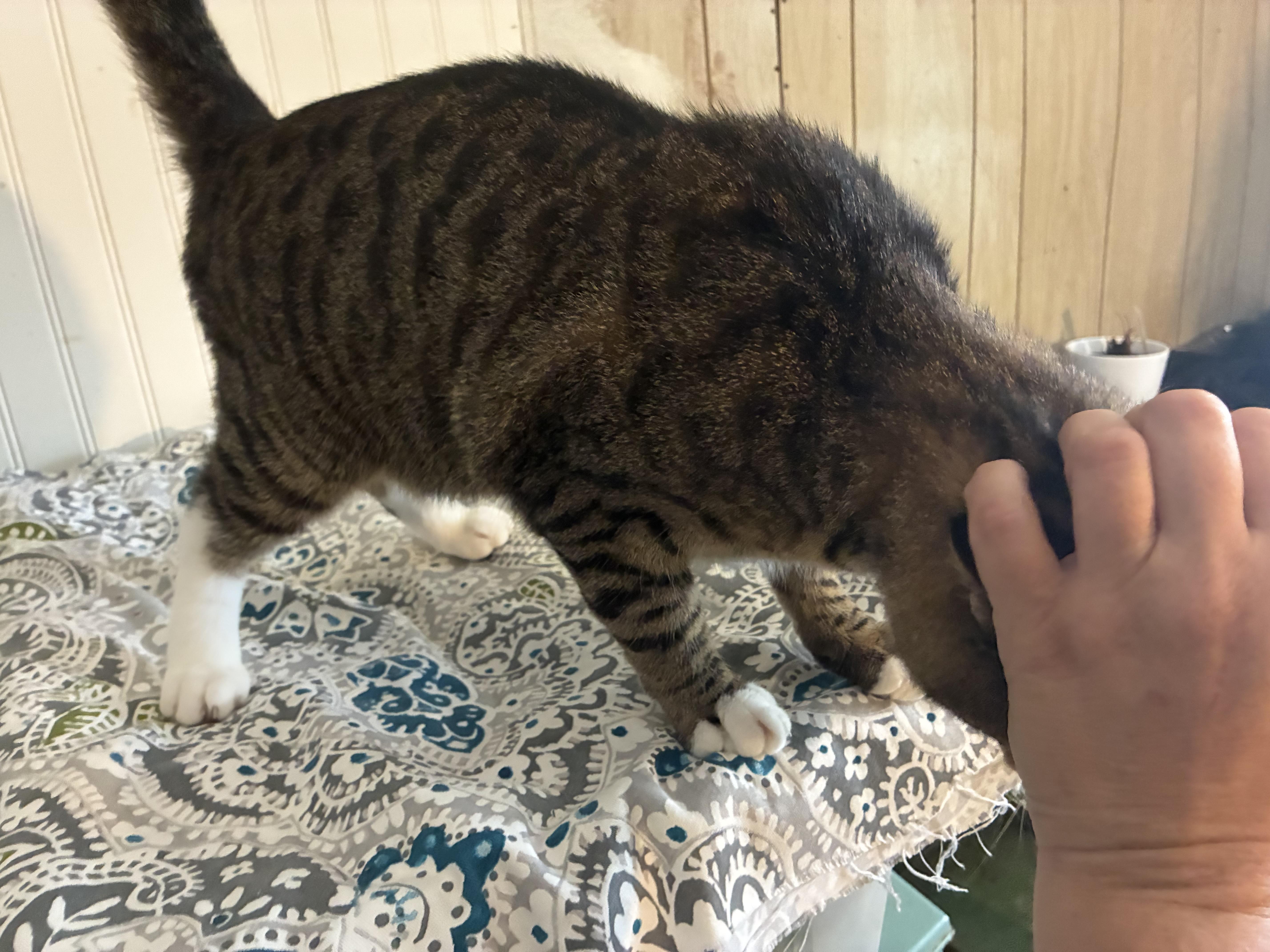 Enlarge Bayou, a Adoptable Domestic Short Hair in Duluth, GA image 3/4