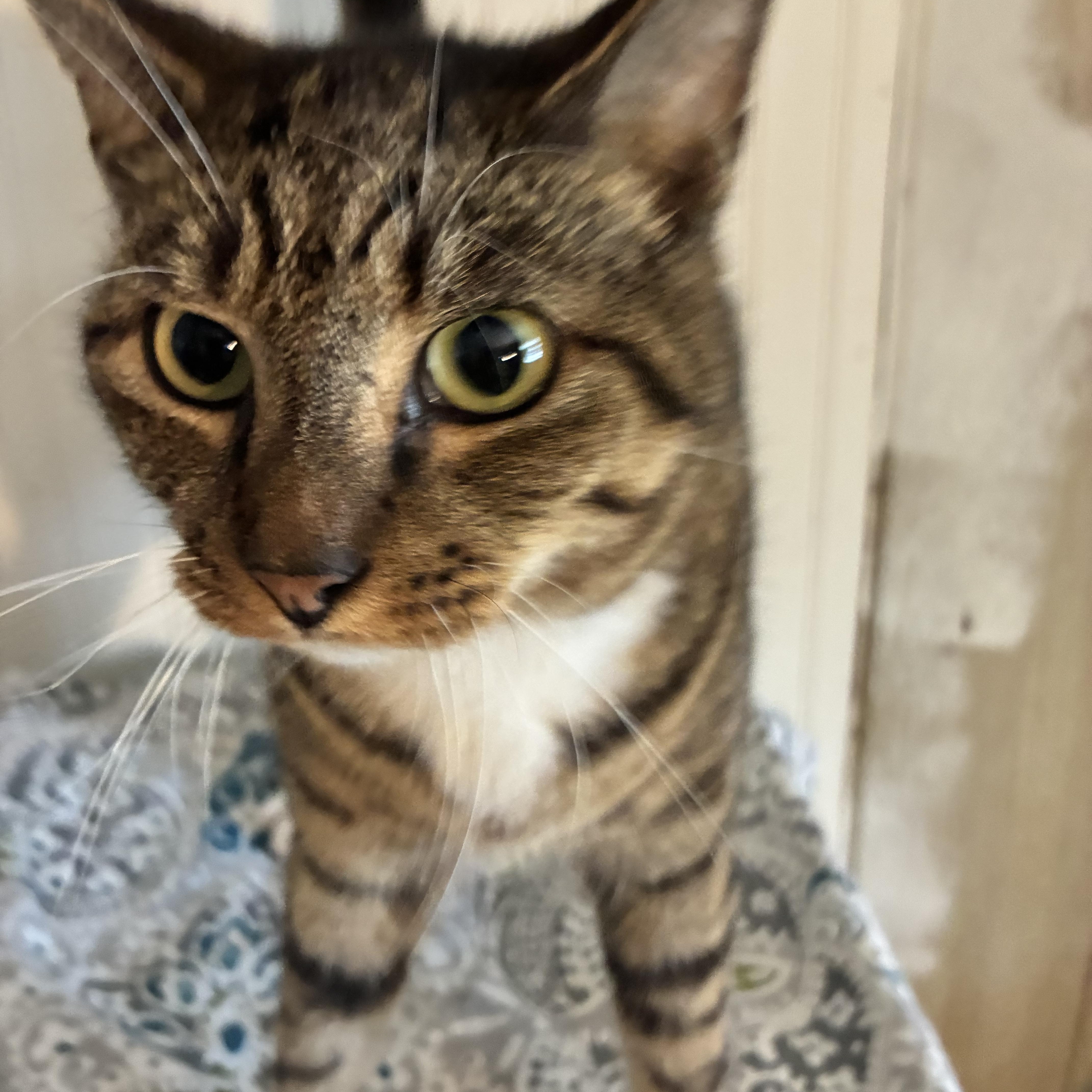 Enlarge Bayou, a Adoptable Domestic Short Hair in Duluth, GA image 4/4