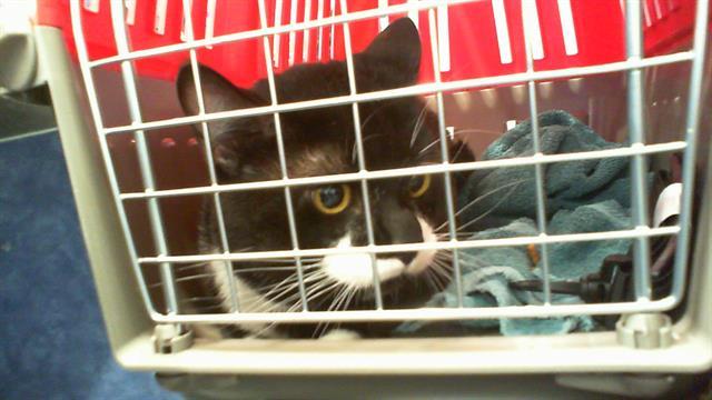 DOTTIE, Adoptable, Adult Male Domestic Short Hair.