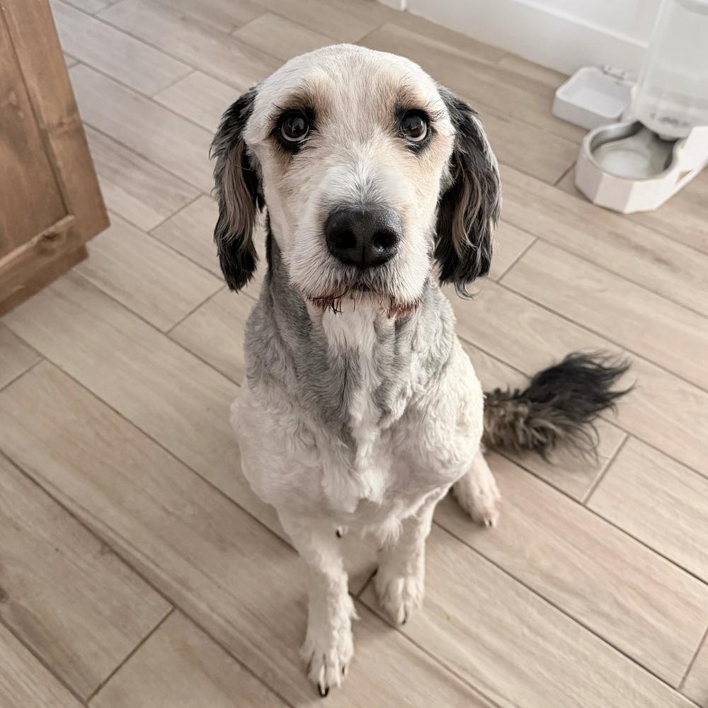 Marlo, Adoptable, Adult Male Bernese Mountain Dog & Poodle.