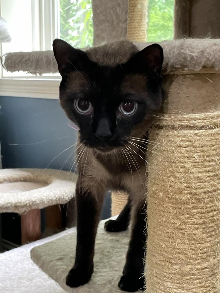 Louie, Adoptable, Adult Male Siamese & Domestic Short Hair.