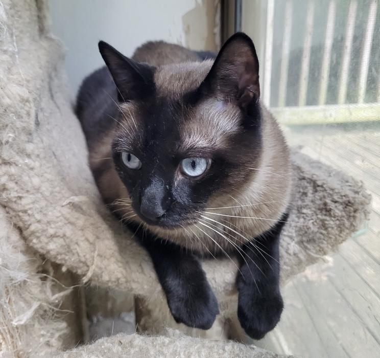 Enlarge Louie, a Adoptable mixed breed in Loveland, OH image 3/3