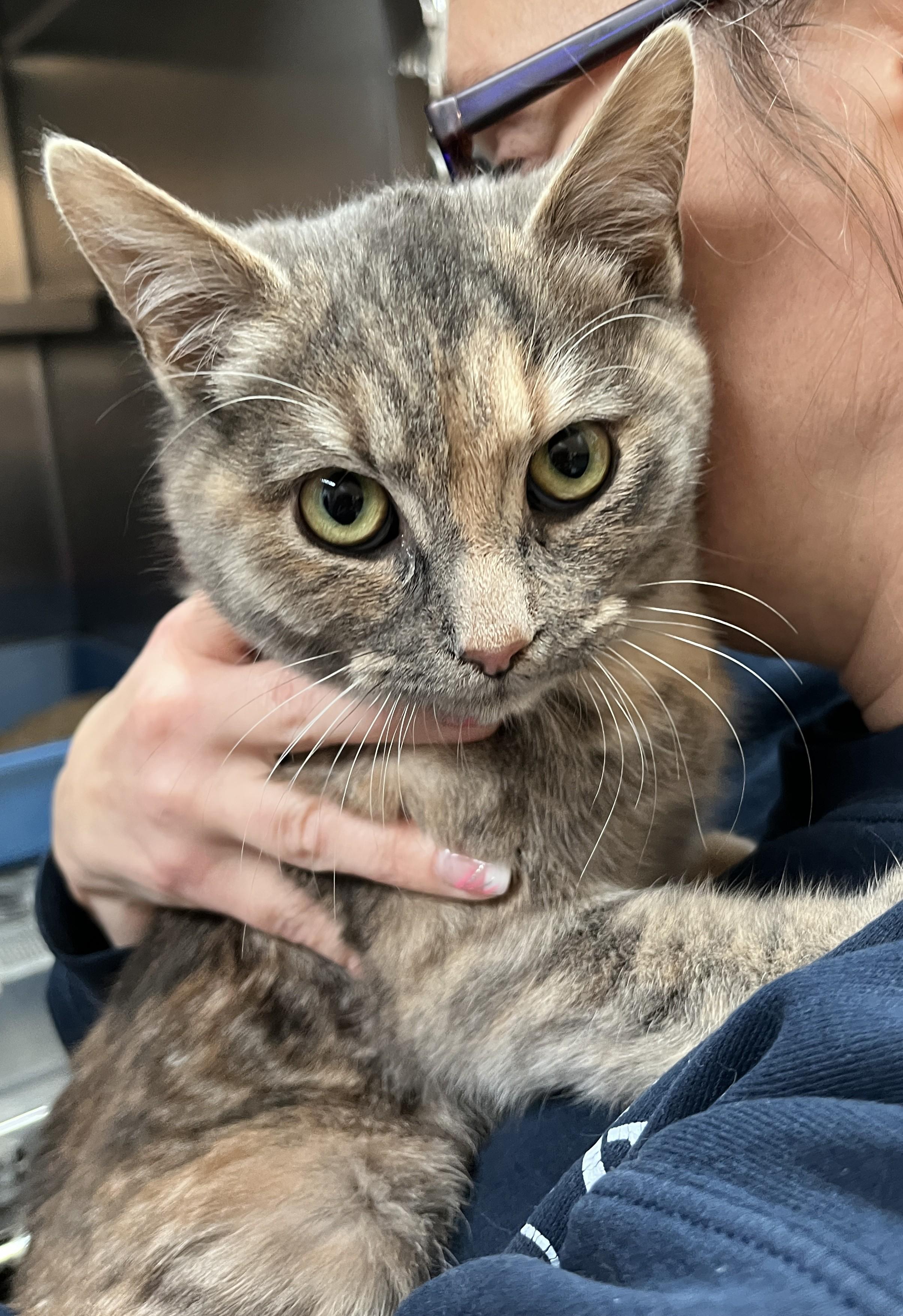 KAYLA (CR/SC), Adoptable, Kitten Female Domestic Short Hair.