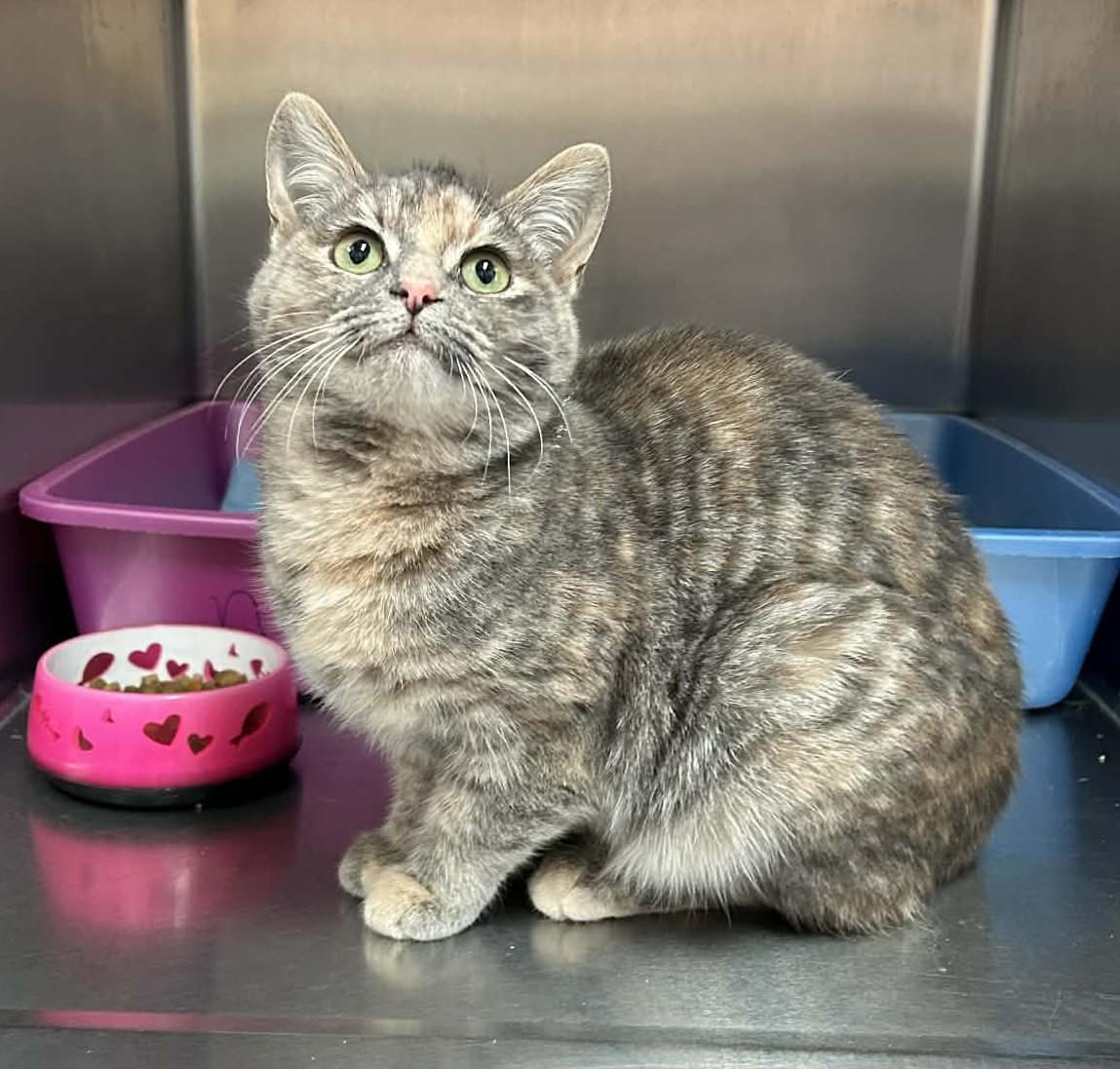 Enlarge KAYLA (CR/SC), a Adoptable Domestic Short Hair in Sainte-Angele-de-Monnoir, QC image 2/6