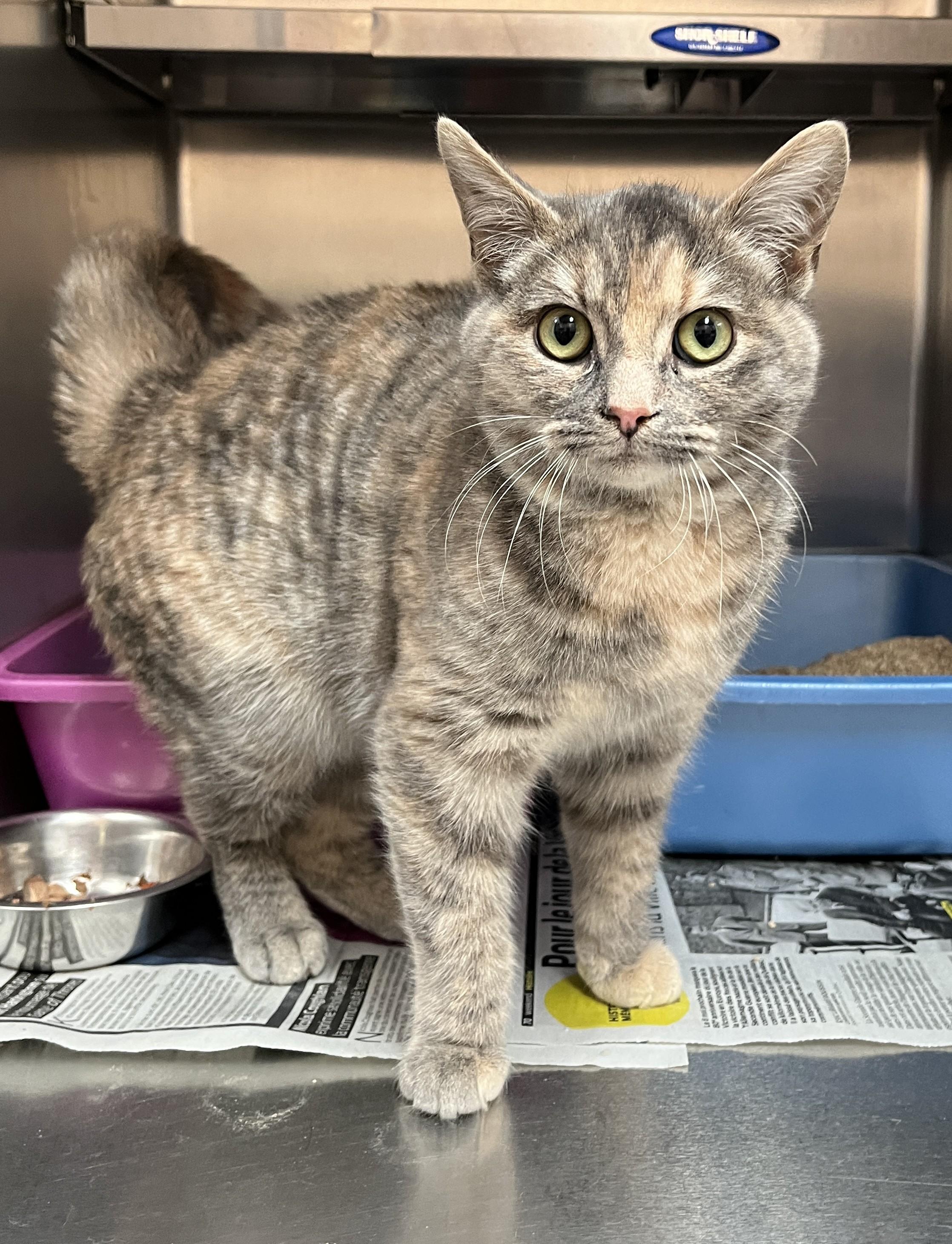 Enlarge KAYLA (CR/SC), a Adoptable Domestic Short Hair in Sainte-Angele-de-Monnoir, QC image 3/6