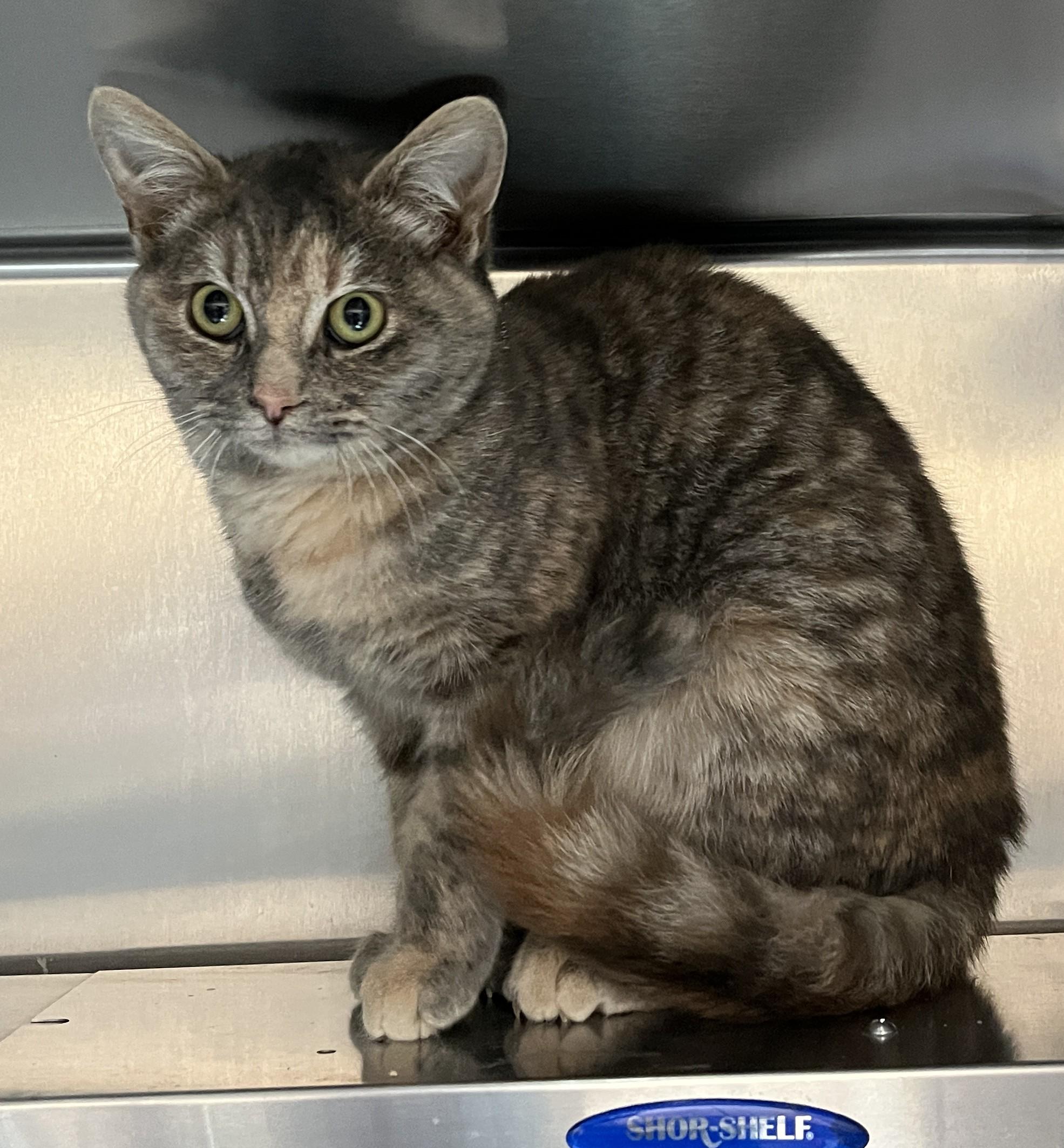 Enlarge KAYLA (CR/SC), a Adoptable Domestic Short Hair in Sainte-Angele-de-Monnoir, QC image 4/6