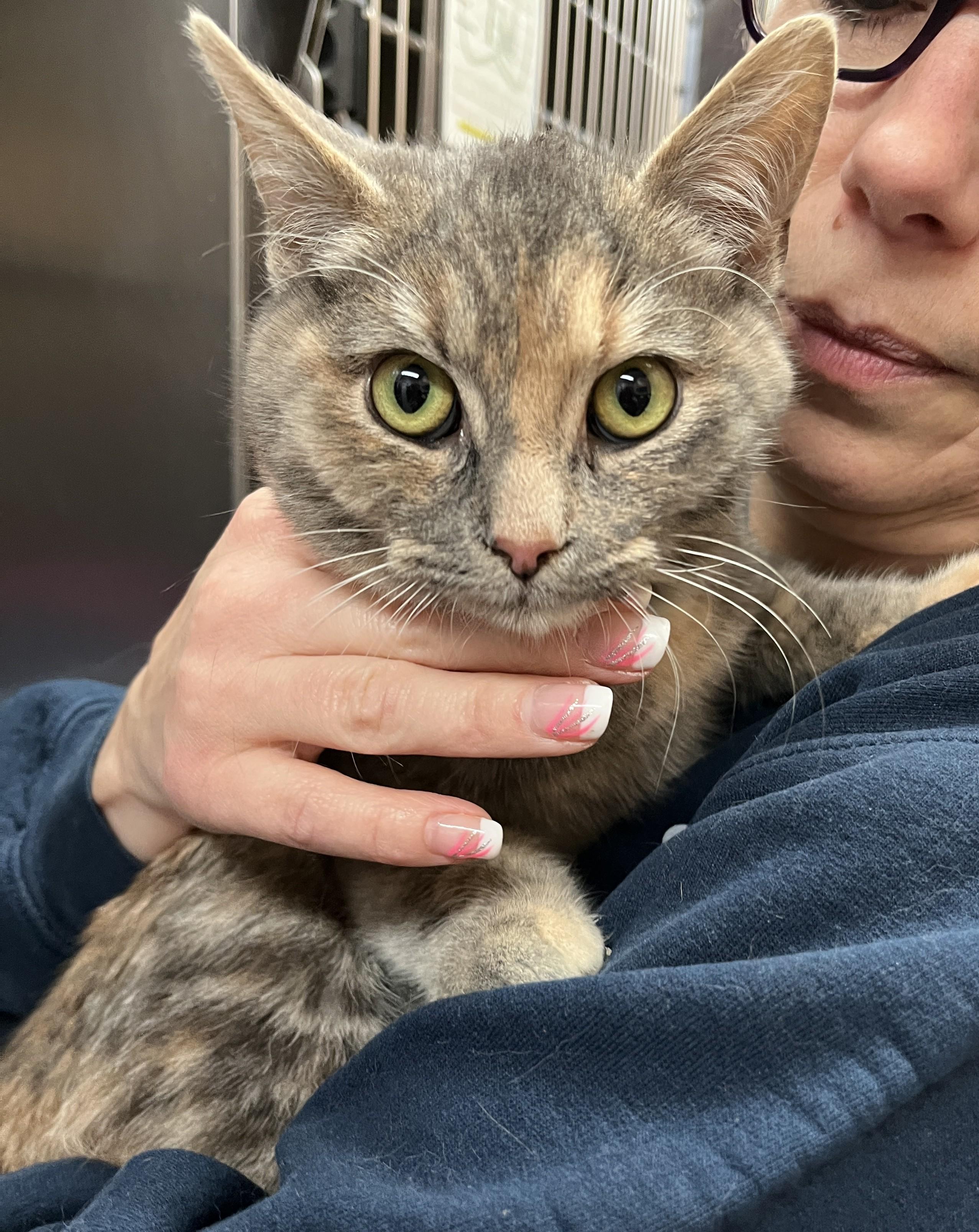 Enlarge KAYLA (CR/SC), a Adoptable Domestic Short Hair in Sainte-Angele-de-Monnoir, QC image 5/6