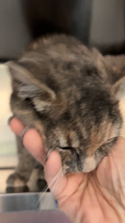 Enlarge KAYLA (CR/SC), a Adoptable Domestic Short Hair in Sainte-Angele-de-Monnoir, QC video 6/6