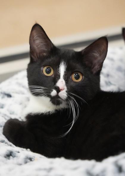 Enlarge Serenity 63402, a Adoptable mixed breed in Aiken, SC image 1/1