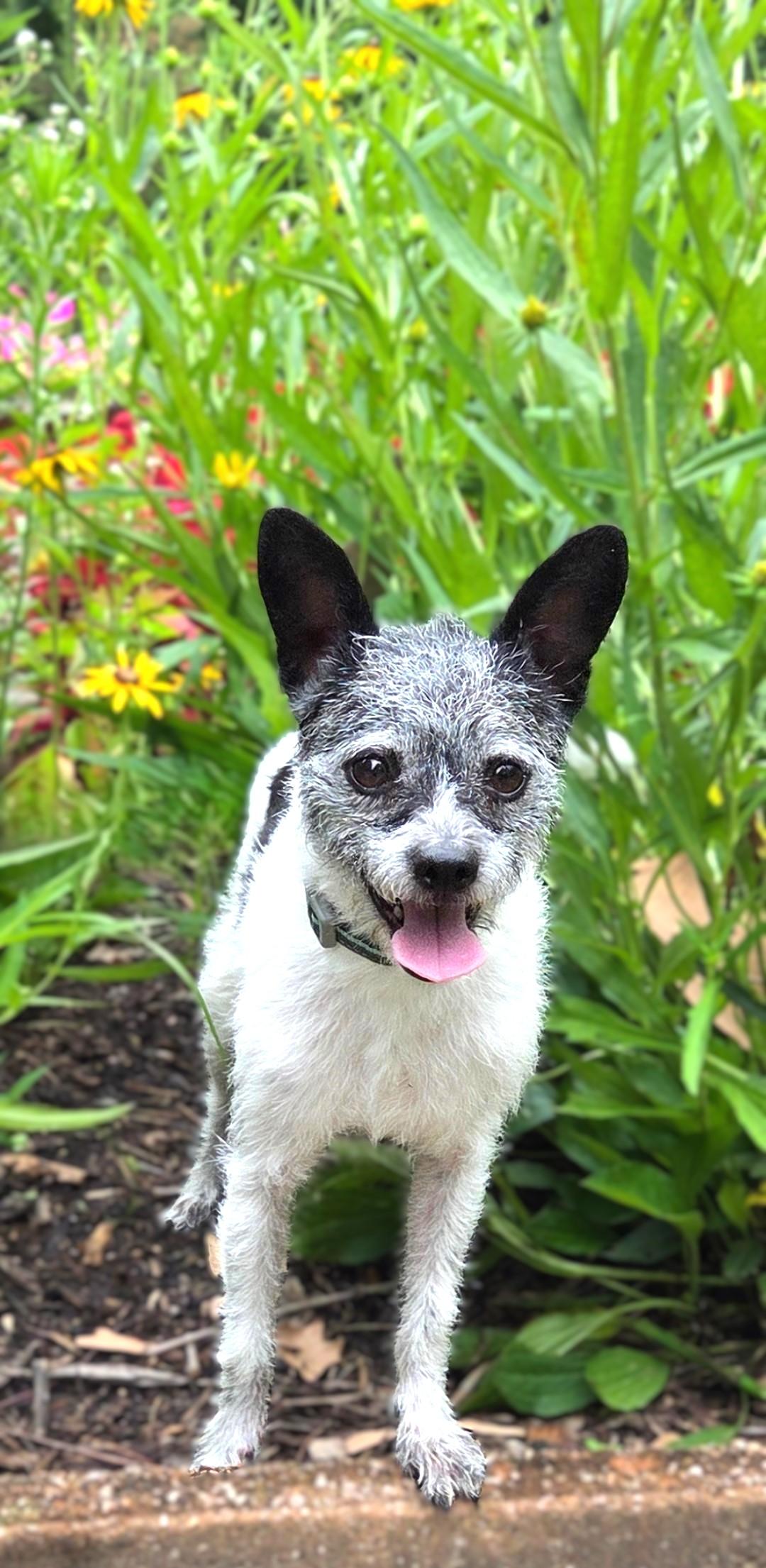 Marley, Adult Female unknown