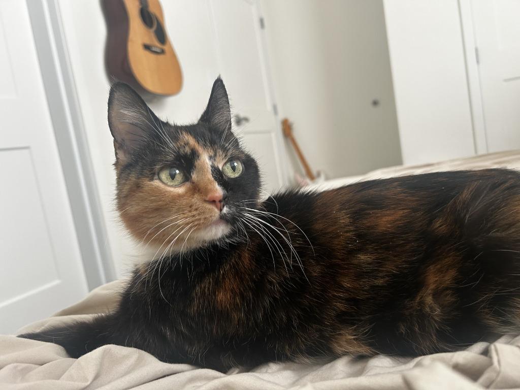 Enlarge Vesper - In Foster, a Adoptable mixed breed in Grand Forks, ND image 1/6