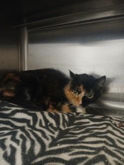 Enlarge Vesper, a Adoptable mixed breed in Grand Forks, ND image 1/1