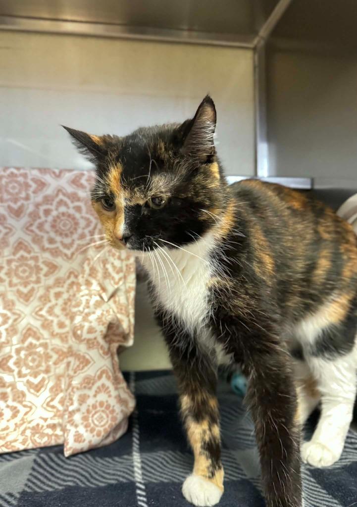 Vesper - In Foster, Adoptable, Adult Female Domestic Short Hair.