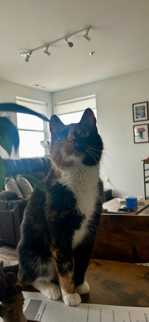 Enlarge Vesper - In Foster, a Adoptable mixed breed in Grand Forks, ND image 3/6