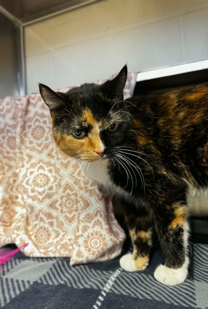 Enlarge Vesper - In Foster, a Adoptable mixed breed in Grand Forks, ND image 2/2