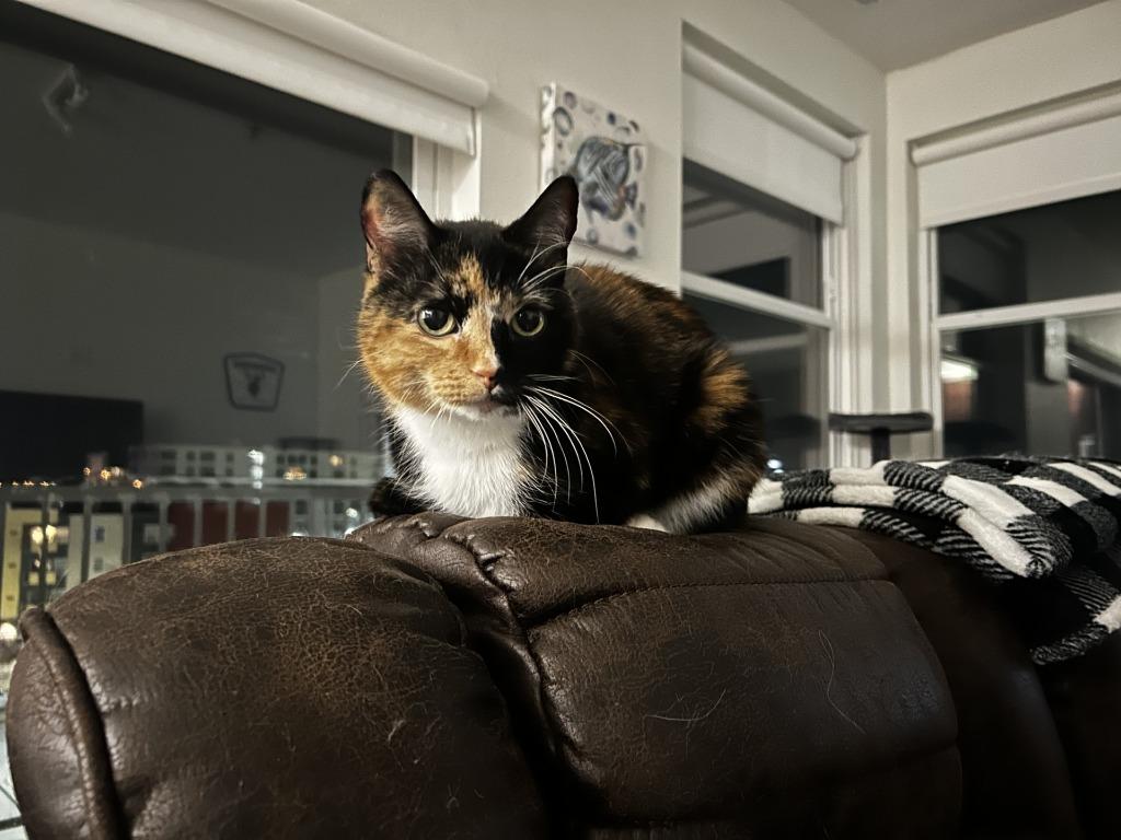 Enlarge Vesper - In Foster, a Adoptable mixed breed in Grand Forks, ND image 6/6