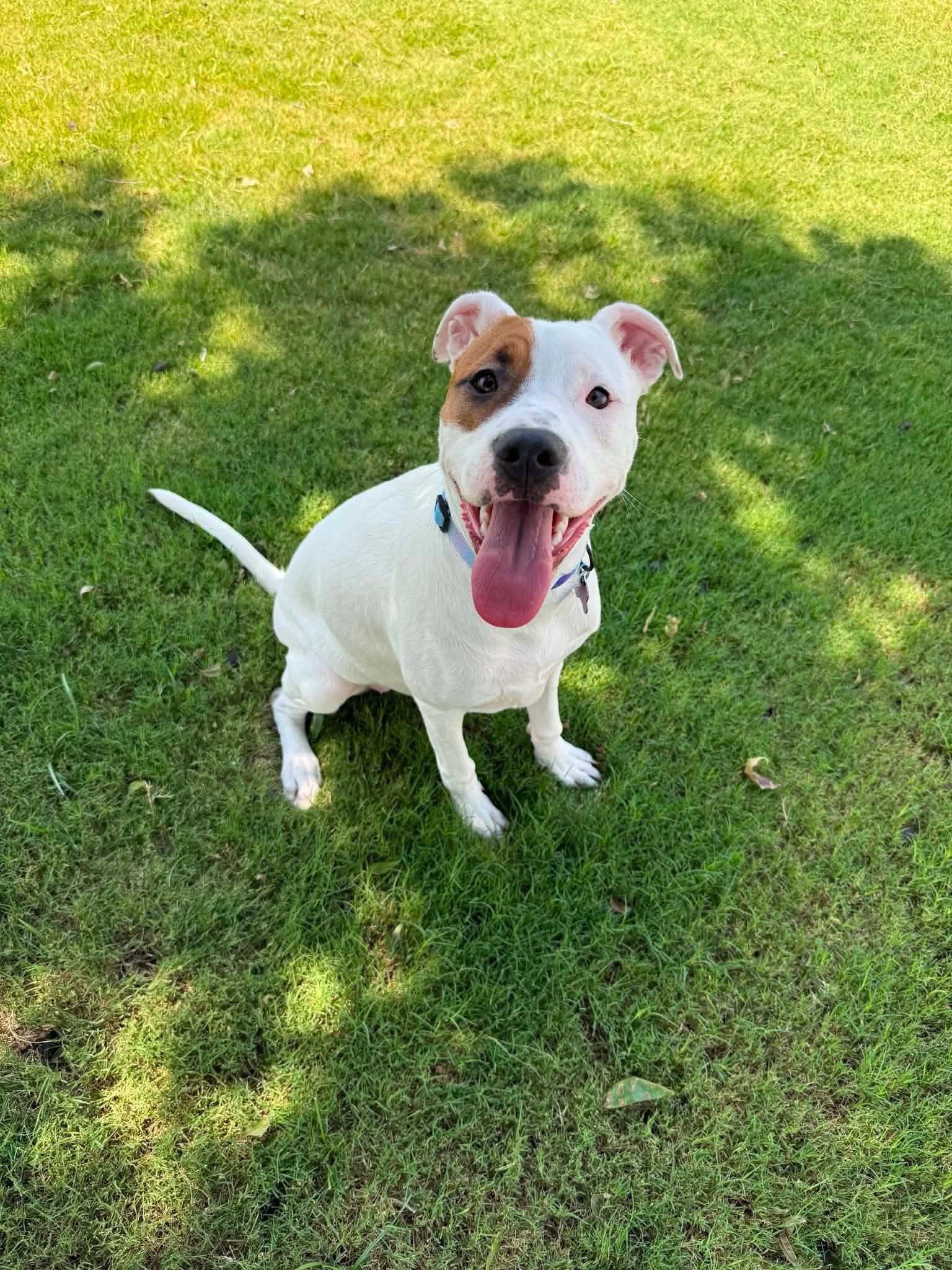 Tess, Adoptable, Young Female Pit Bull Terrier.