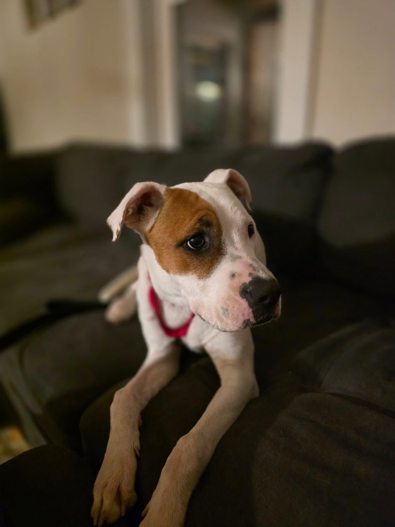 Enlarge Tess, a Adoptable Pit Bull Terrier in New London, WI image 2/3