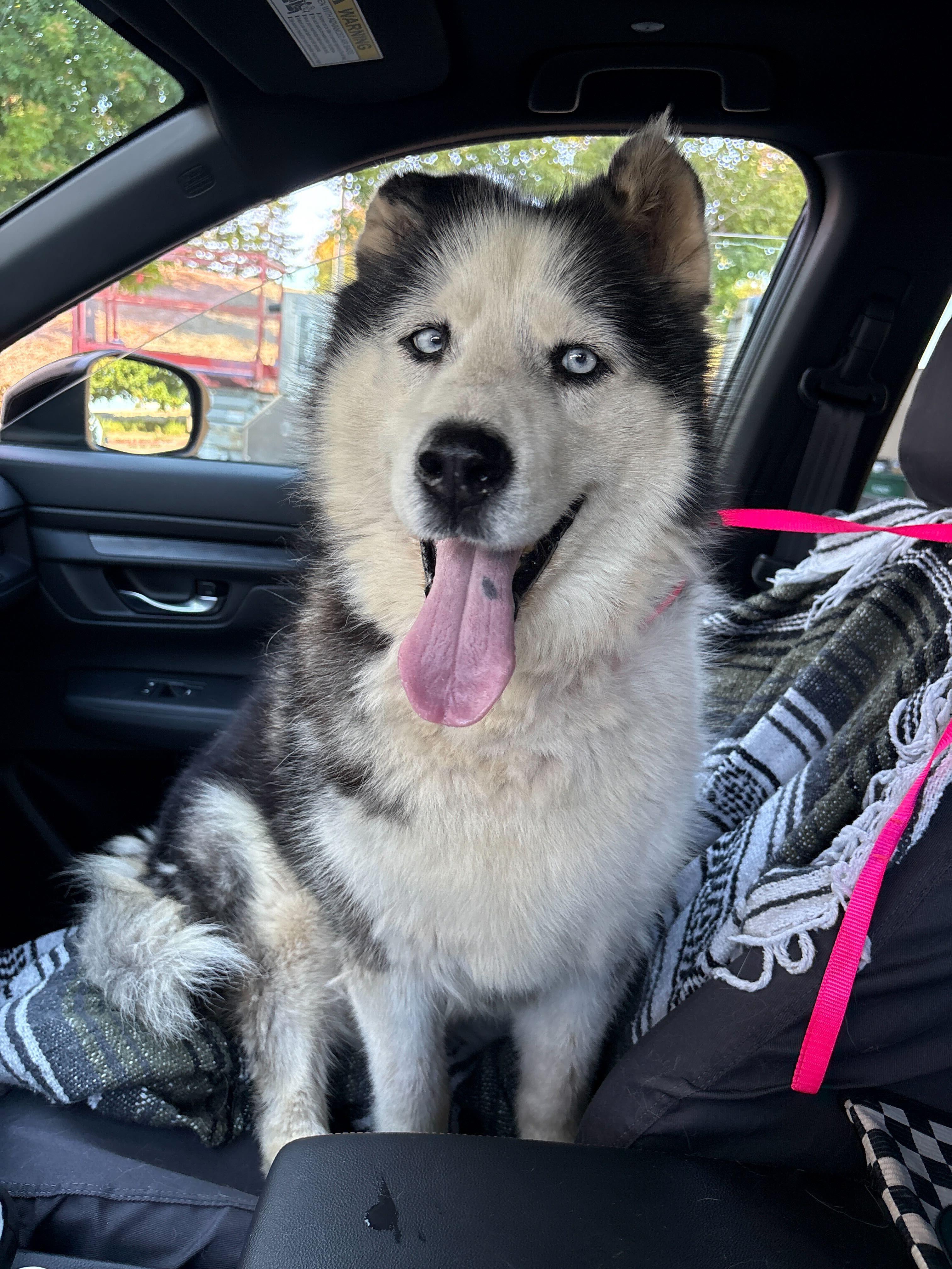 Paris, a ADOPTABLE mixed breed in Rohnert Park, CA image 3/6
