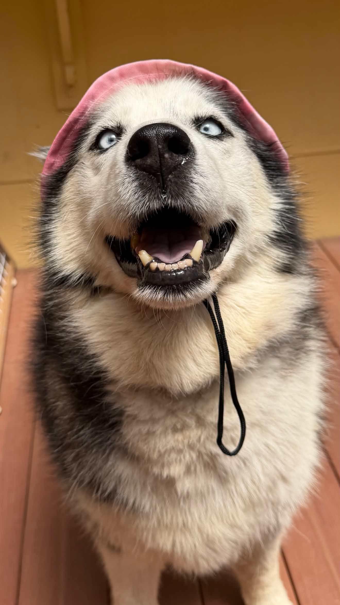 Paris, a ADOPTABLE mixed breed in Rohnert Park, CA image 6/6