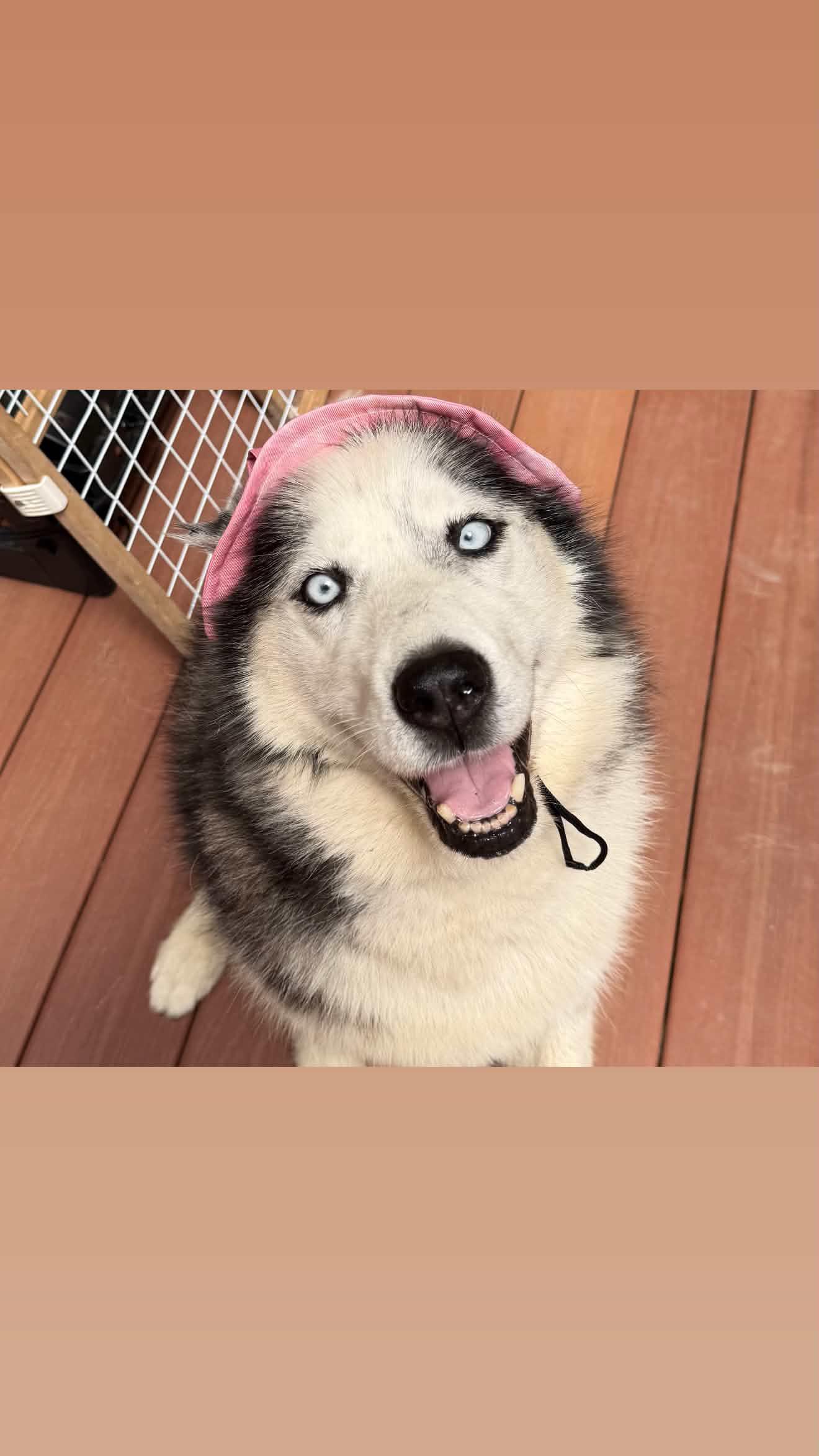 Paris, ADOPTABLE, Senior Female Siberian Husky & Samoyed.