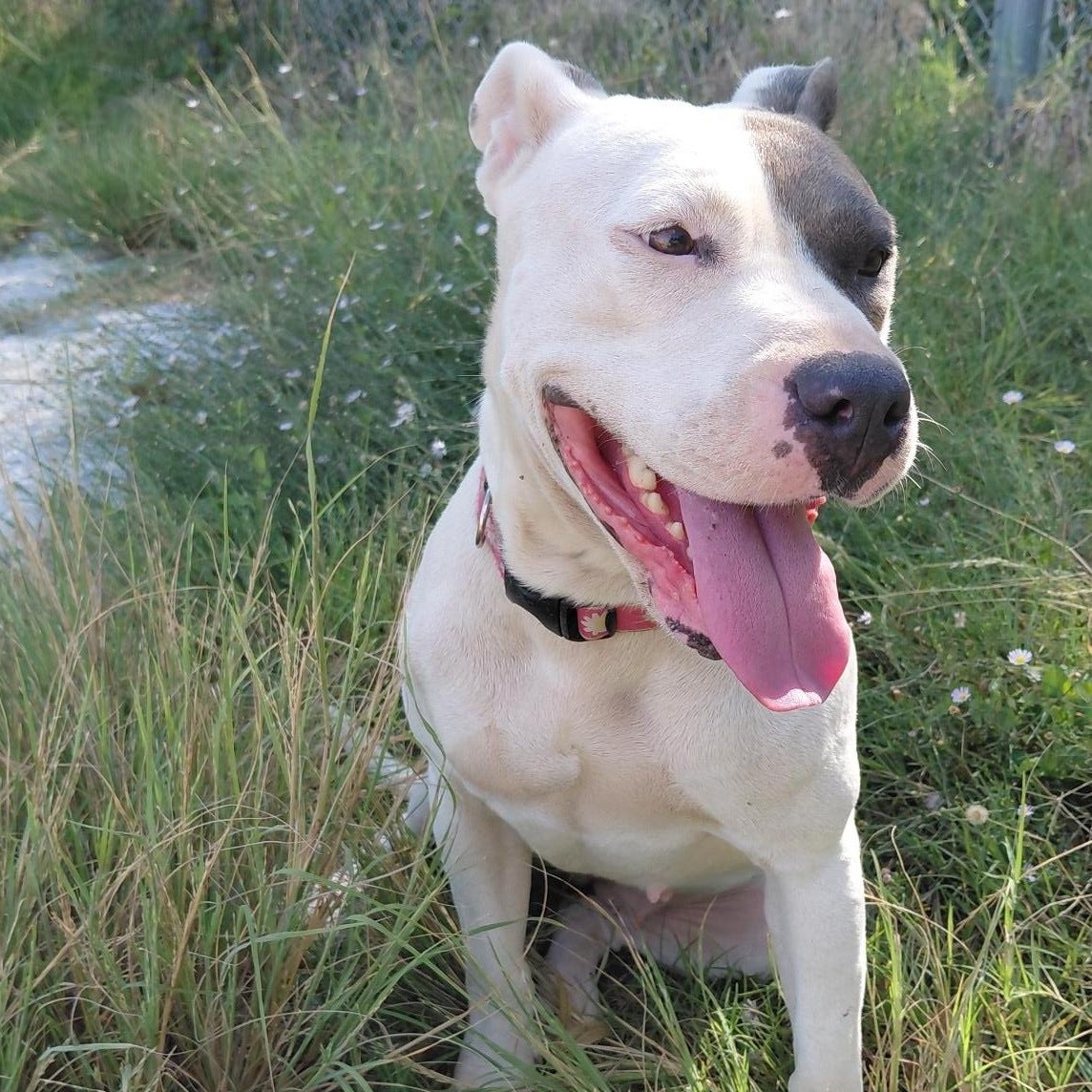 Enlarge Joann, a Adoptable mixed breed in Glenpool, OK image 2/5