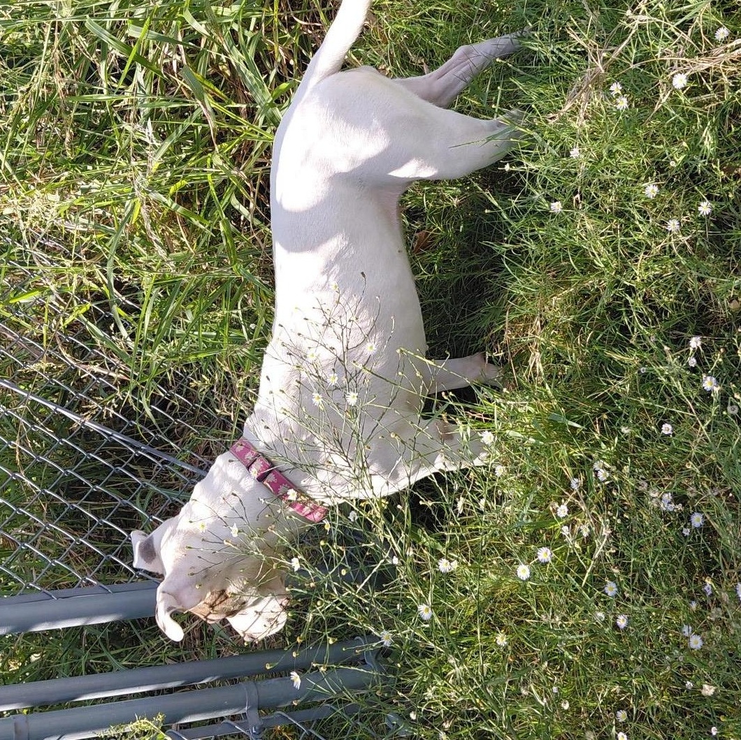 Enlarge Joann, a Adoptable mixed breed in Glenpool, OK image 3/5