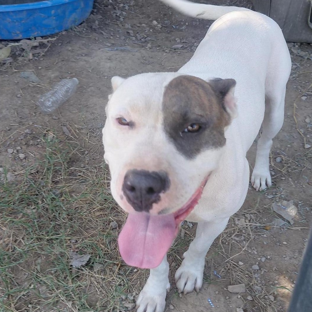 Enlarge Joann, a Adoptable mixed breed in Glenpool, OK image 5/5