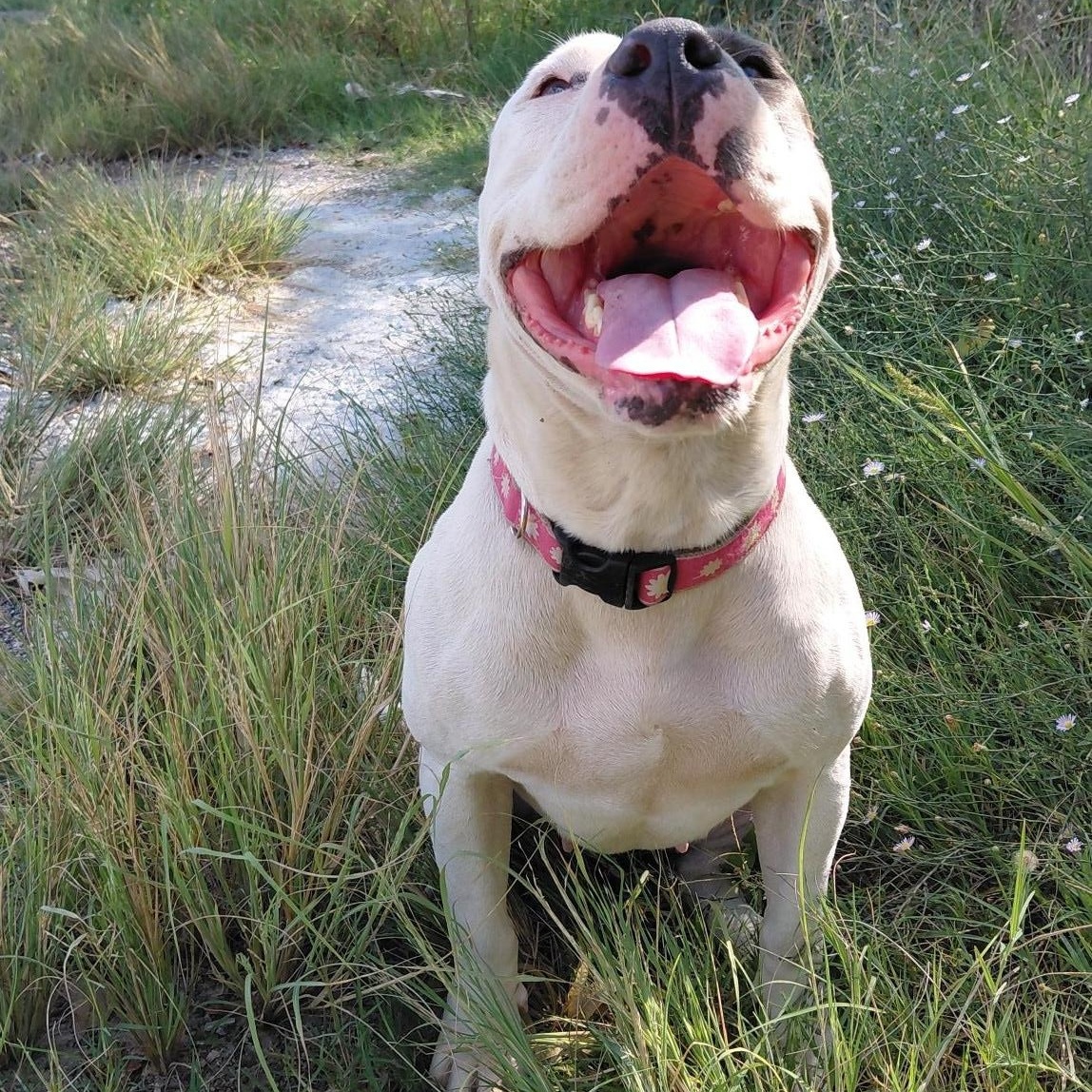Enlarge Joann, a Adoptable mixed breed in Glenpool, OK image 4/5