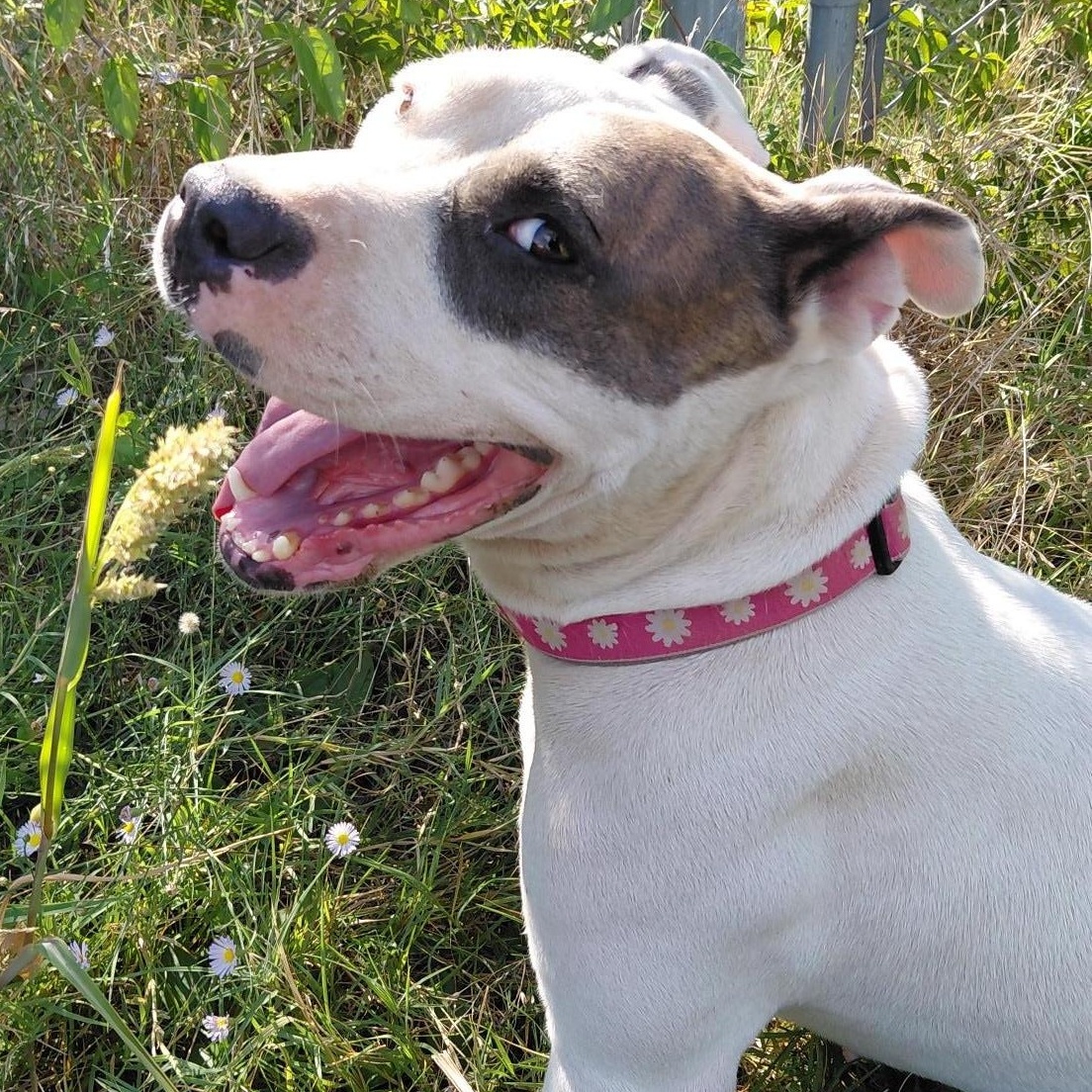 Joann, Adoptable, Adult Female Pit Bull Terrier.