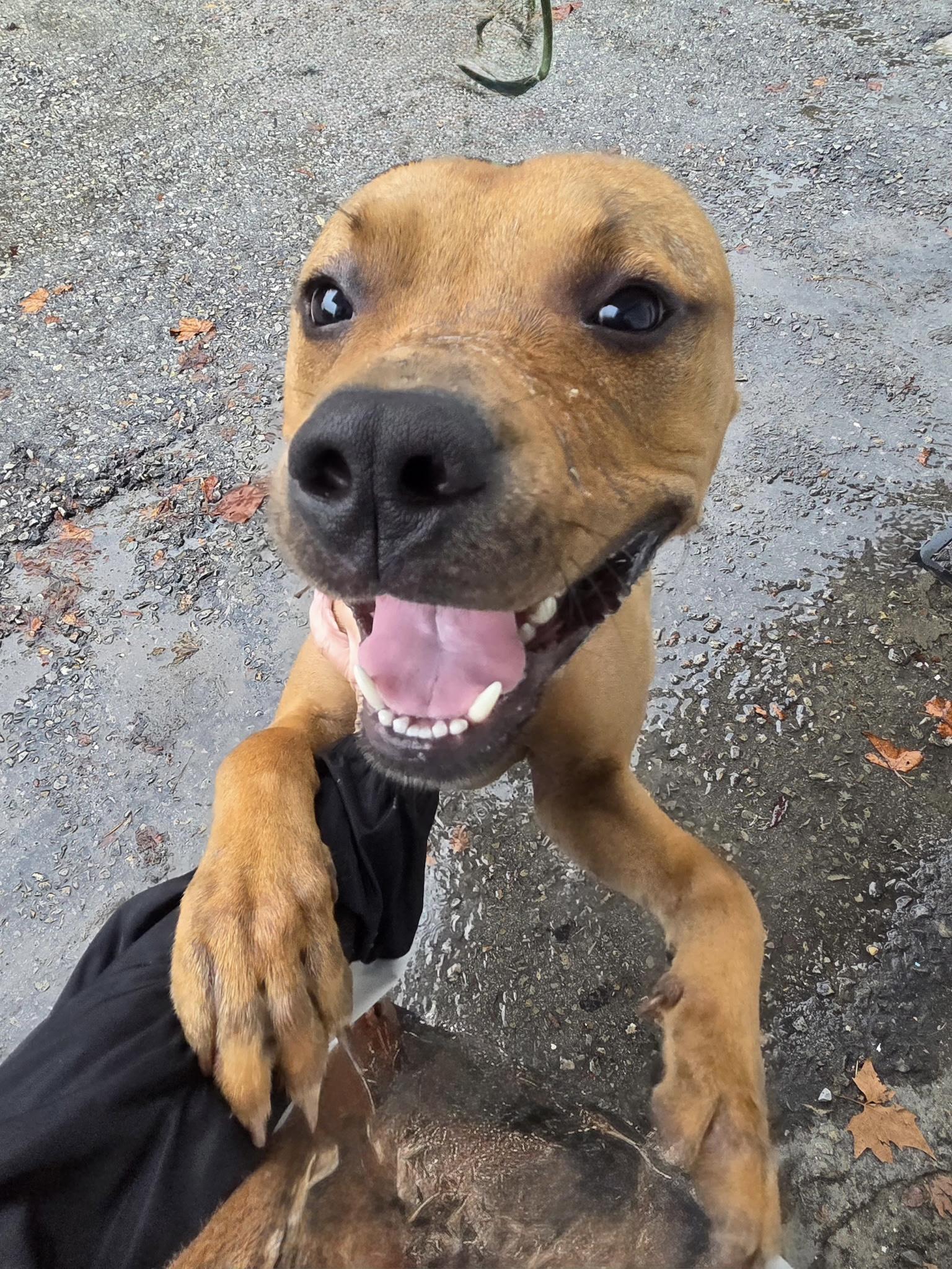 Enlarge Timber, a Adoptable Mixed Breed in McKeesport, PA image 3/6