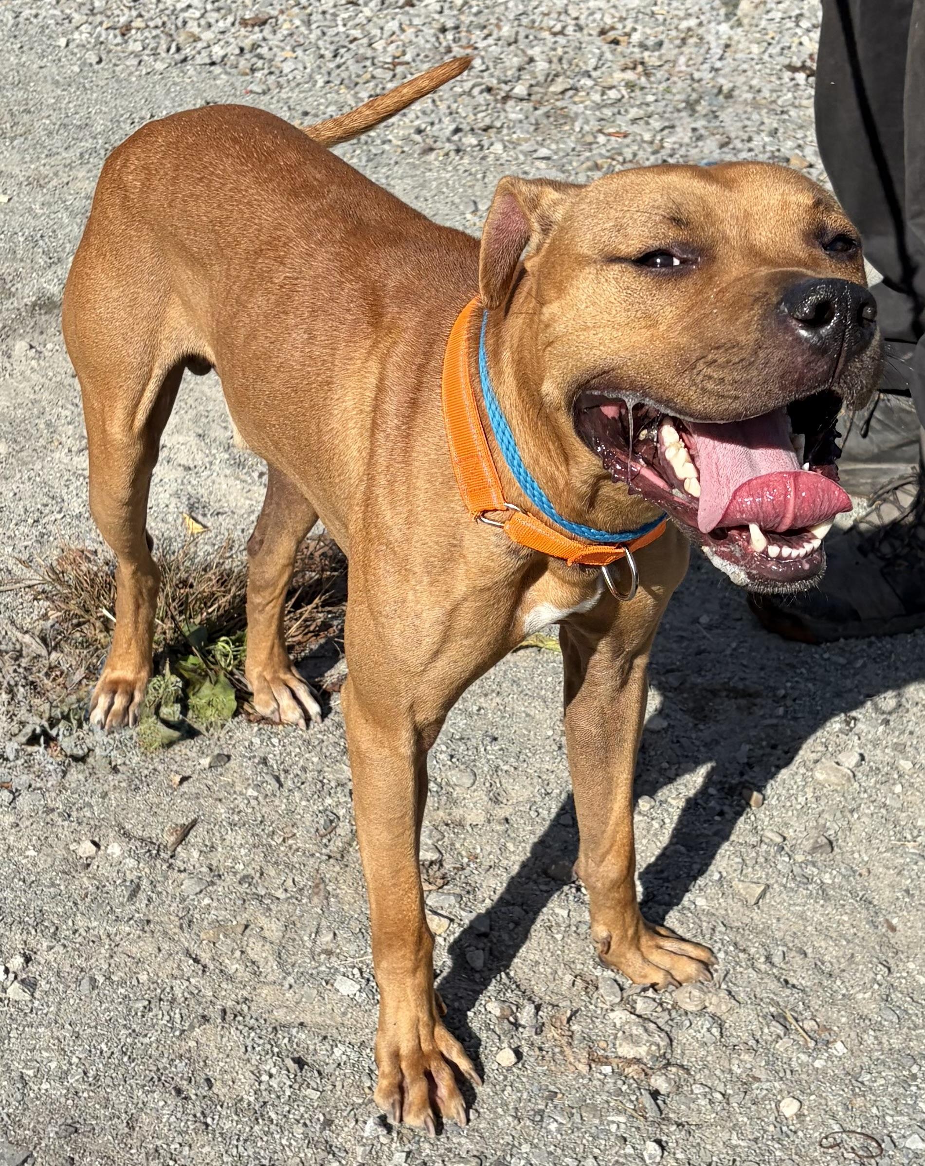 Enlarge Timber, a Adoptable Mixed Breed in McKeesport, PA image 6/6
