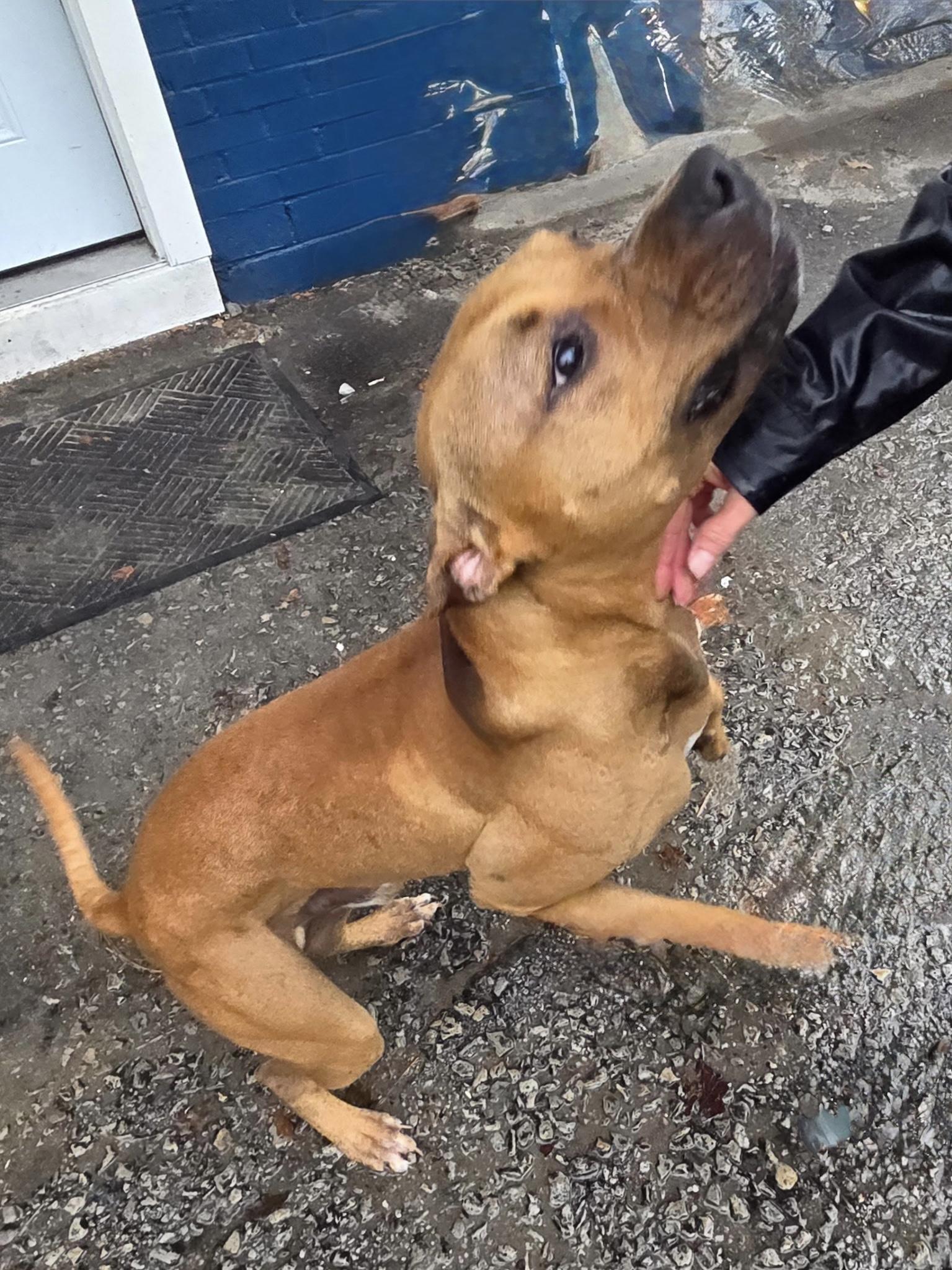 Enlarge Timber, a Adoptable Mixed Breed in McKeesport, PA image 2/6