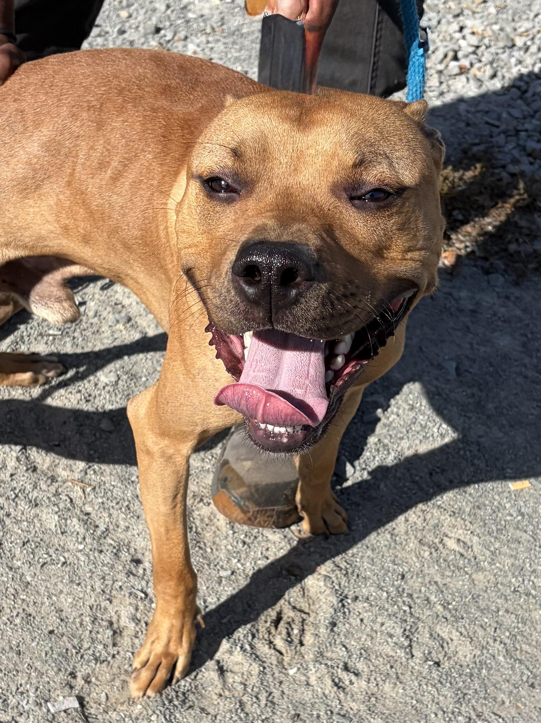 Timber, Adoptable, Young Male Mixed Breed.