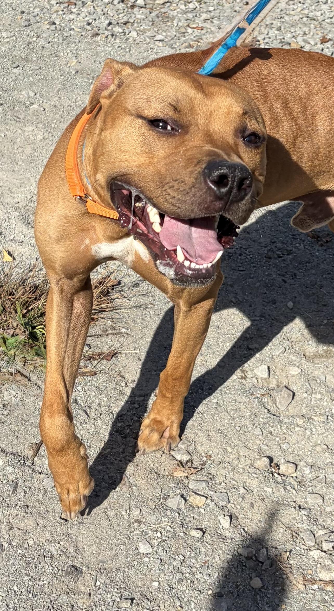 Enlarge Timber, a Adoptable Mixed Breed in McKeesport, PA image 5/6