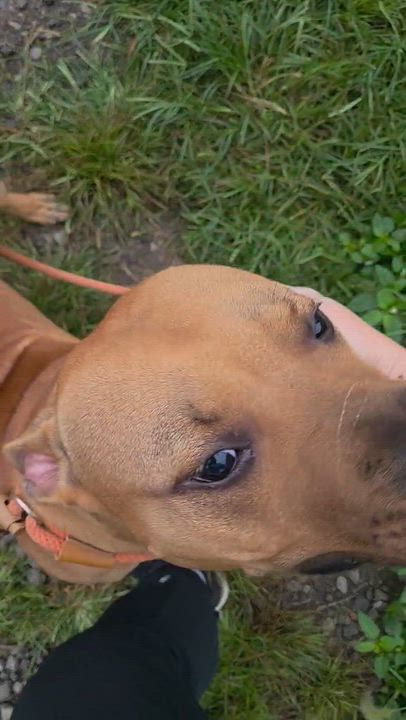 Enlarge Timber, a Adoptable Mixed Breed in McKeesport, PA video 4/6