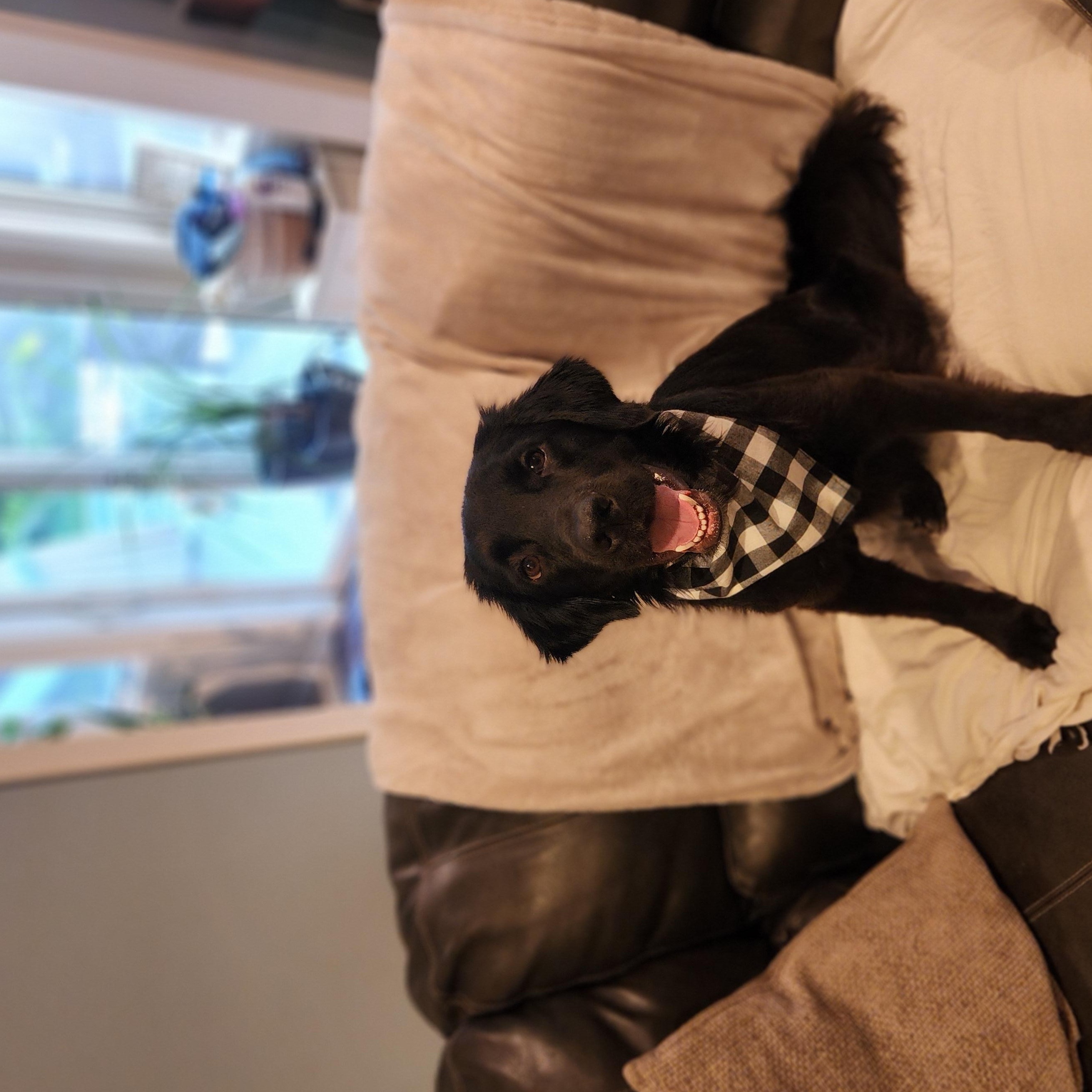 Copernicus, a Adoptable Labrador Retriever in Indianapolis, IN image 2/5