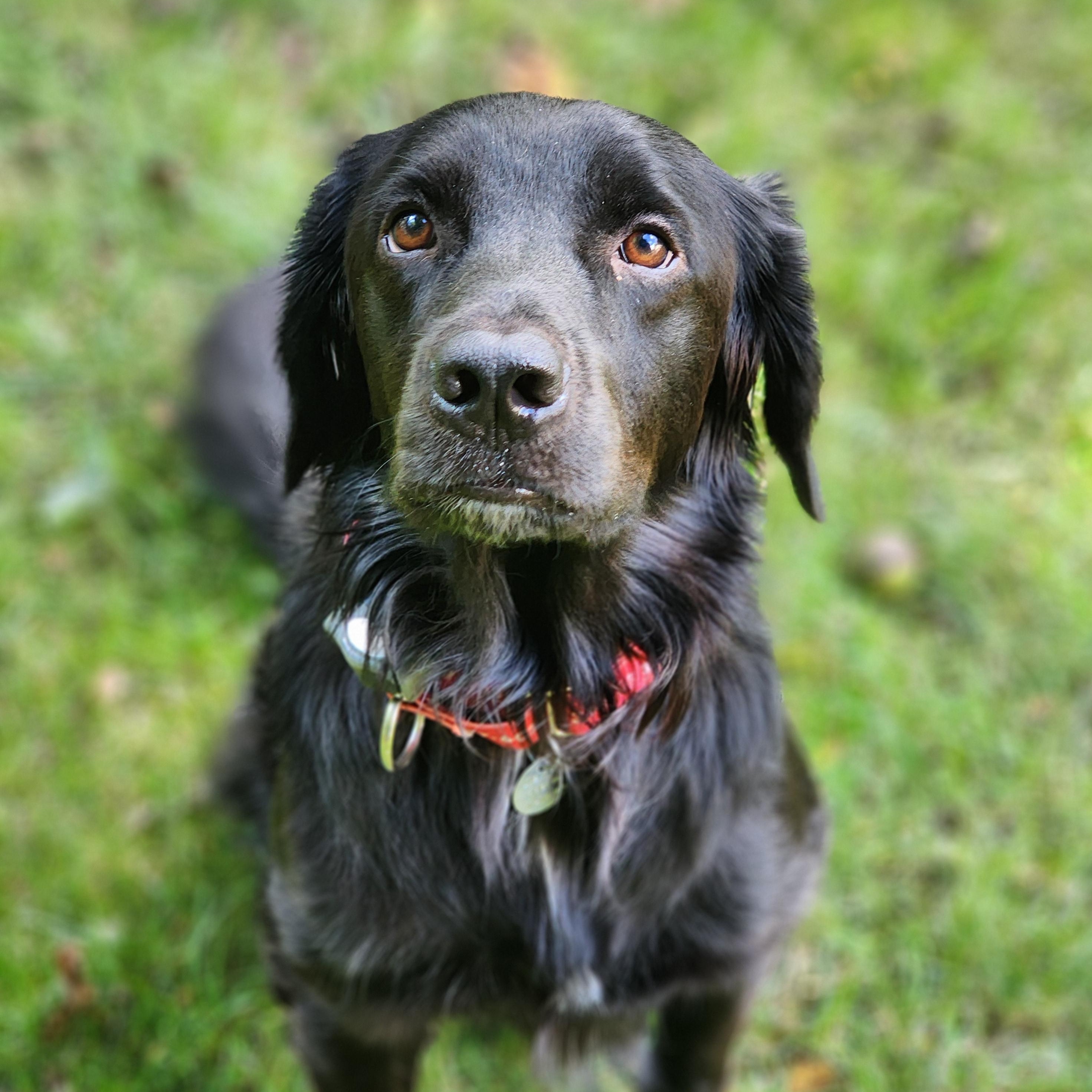 Copernicus, a Adoptable Labrador Retriever in Indianapolis, IN image 3/5