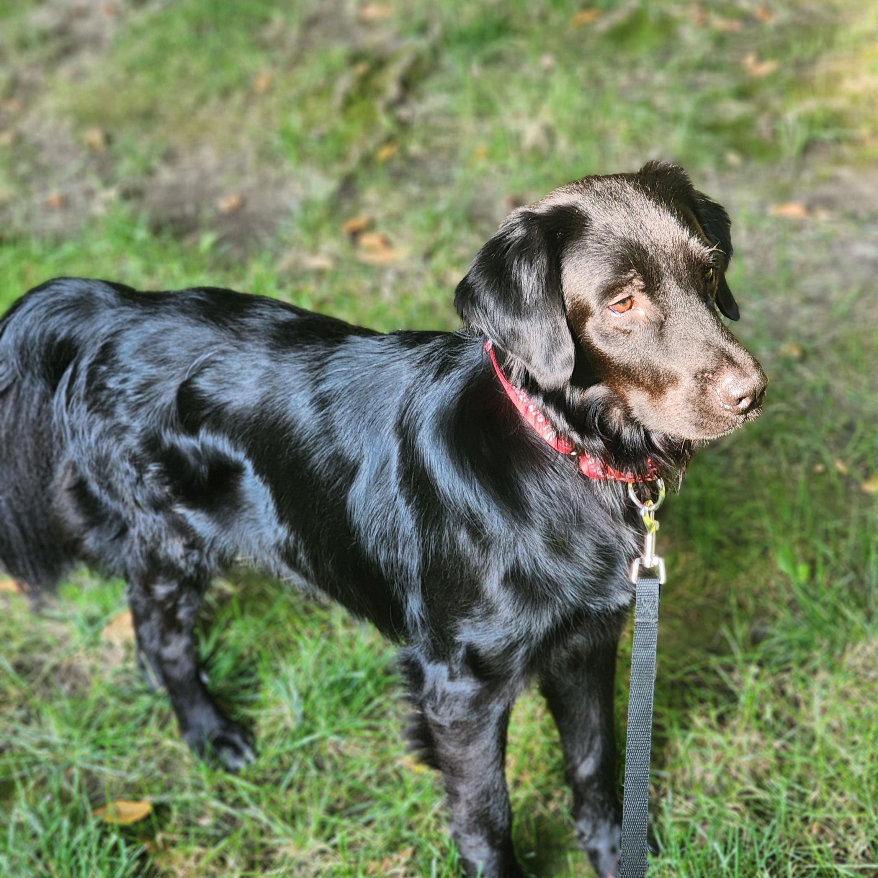 Copernicus, a Adoptable Labrador Retriever in Indianapolis, IN image 5/5