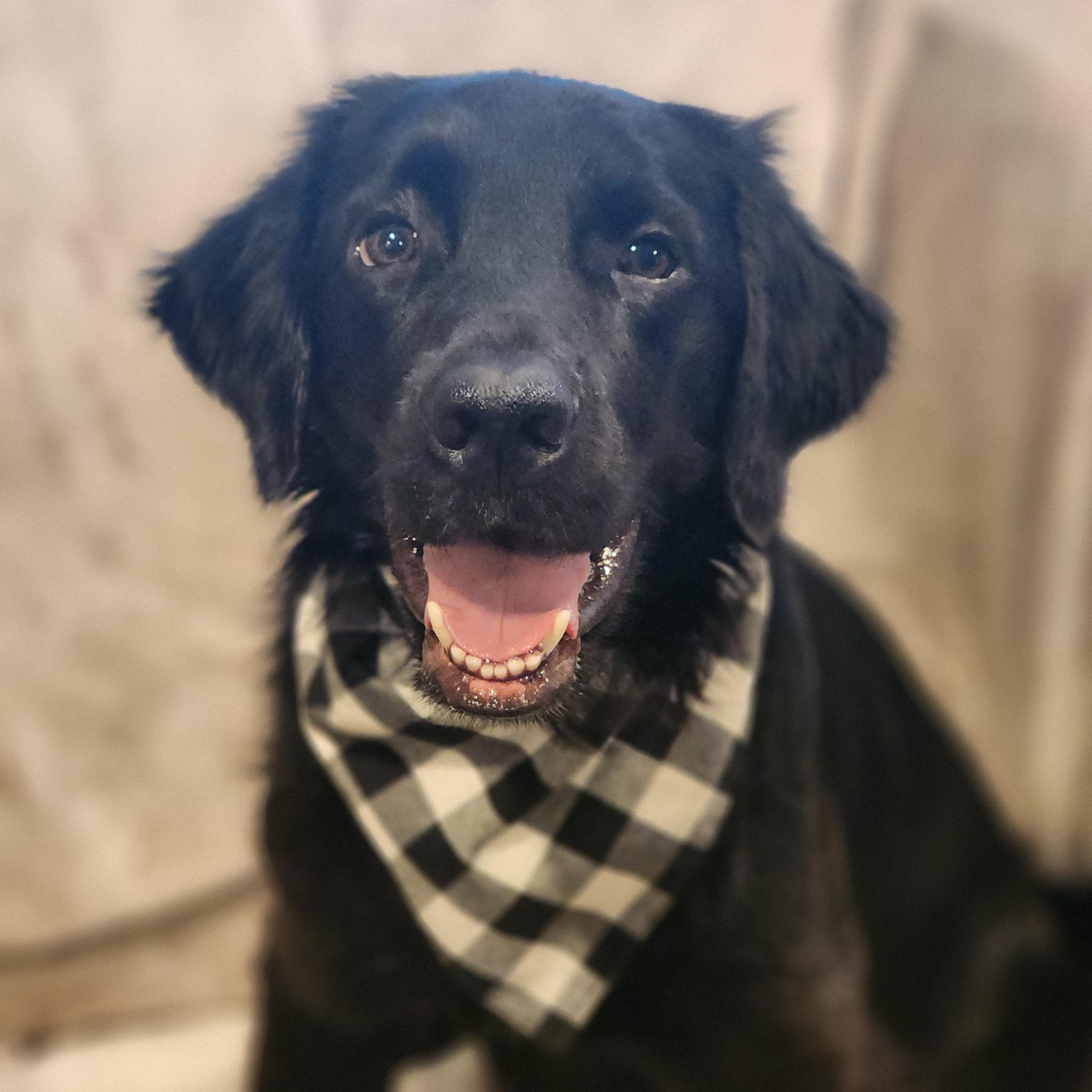 Copernicus, Adoptable, Young Male Labrador Retriever.