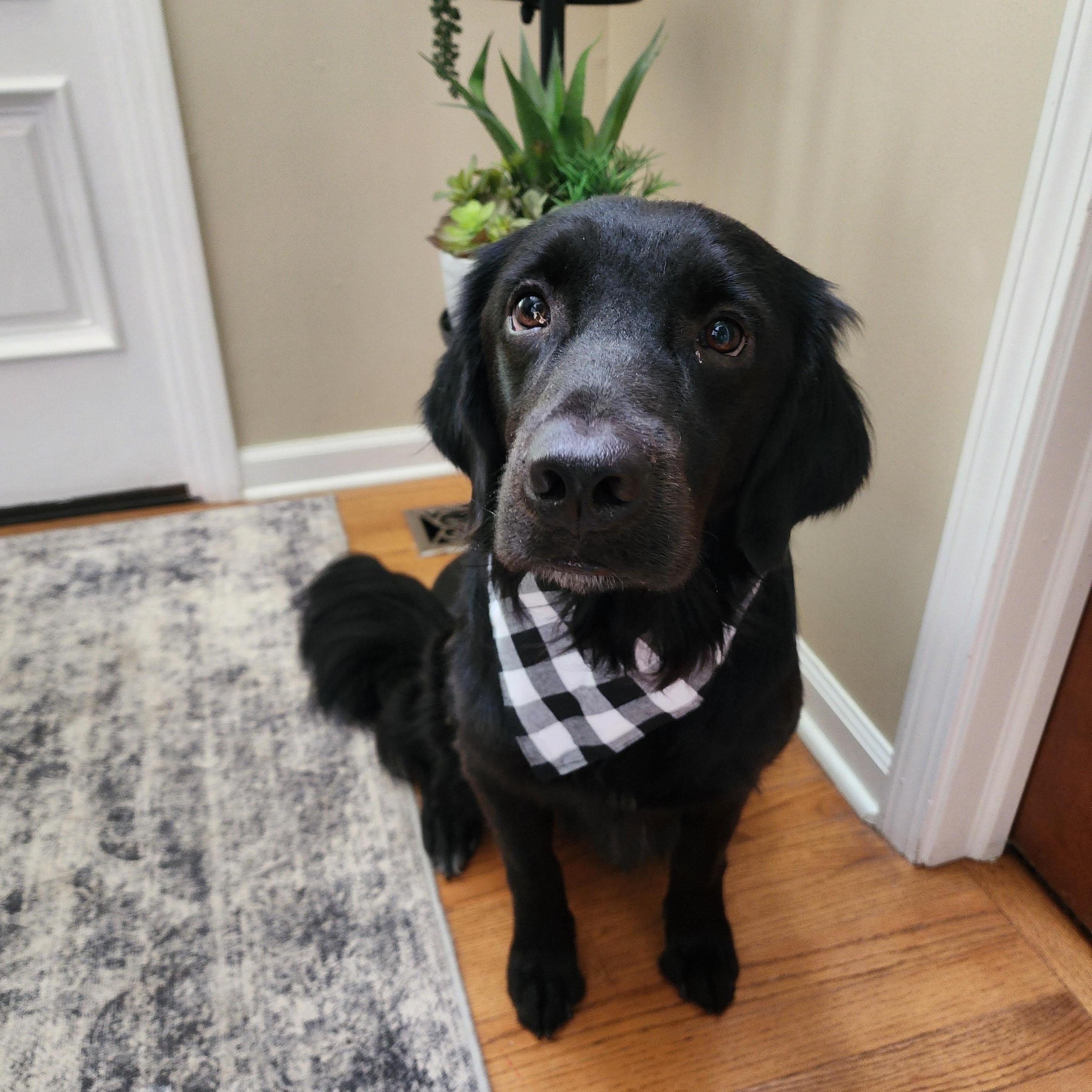 Copernicus, a Adoptable Labrador Retriever in Indianapolis, IN image 4/5