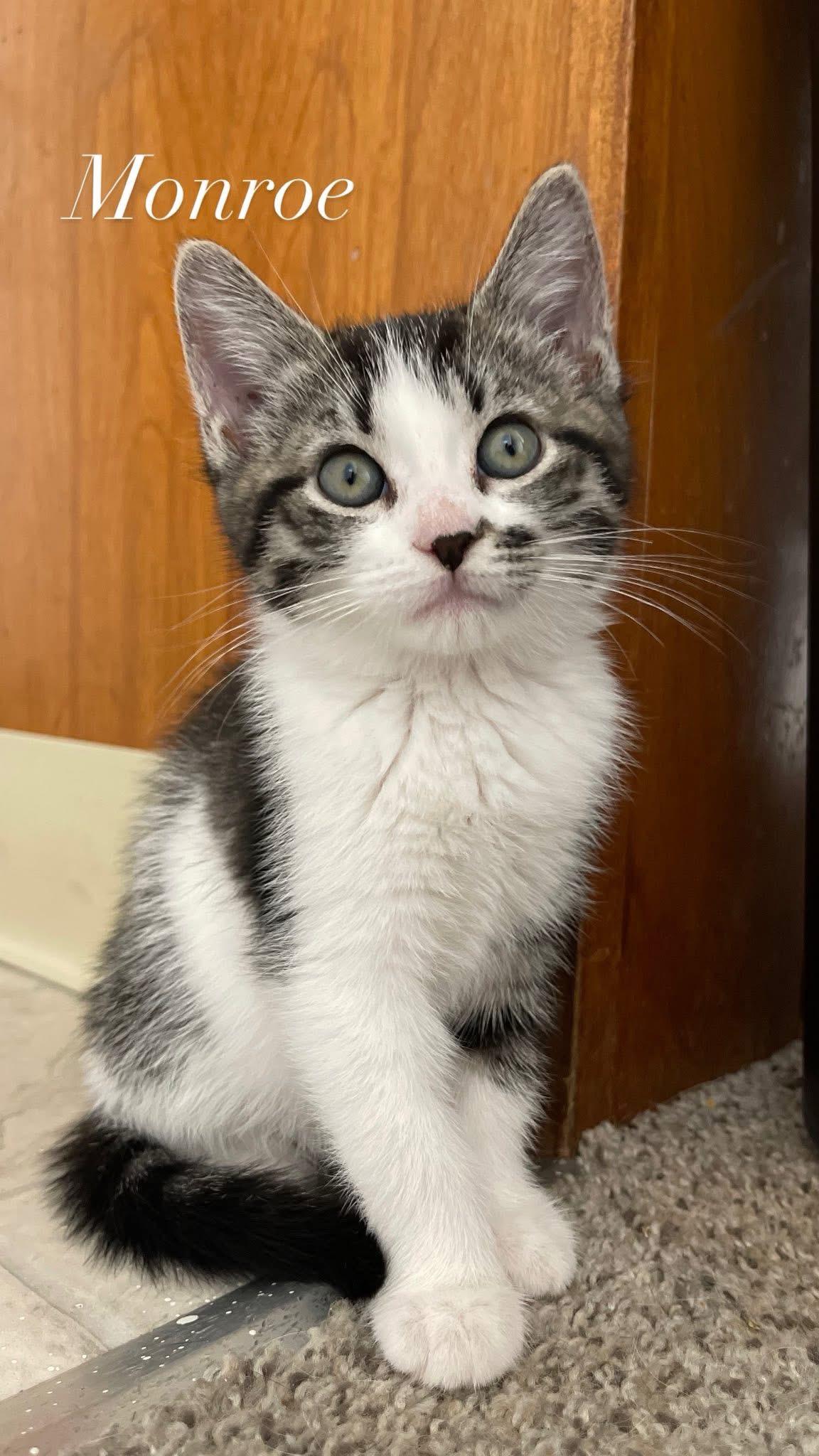 Monroe, Baby Female Domestic Short Hair