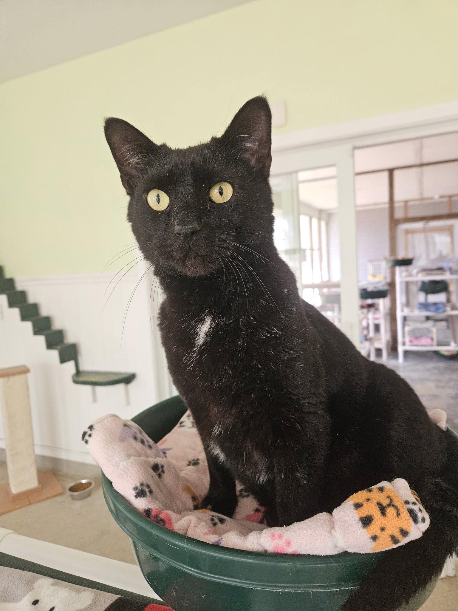 Enlarge Pepe, a ADOPTABLE Domestic Short Hair in Westbrook, CT image 2/5