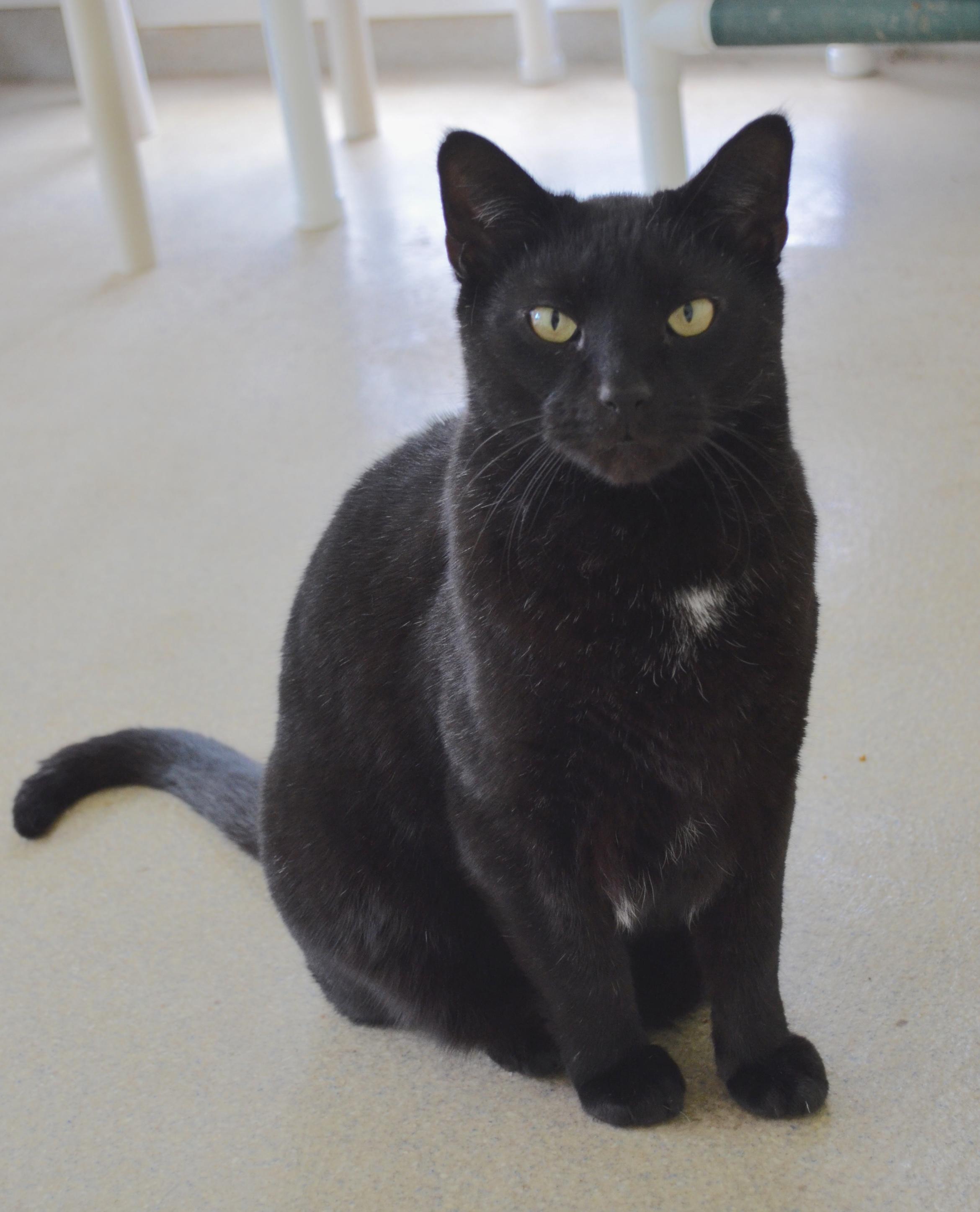 Enlarge Pepe, a ADOPTABLE Domestic Short Hair in Westbrook, CT image 4/5