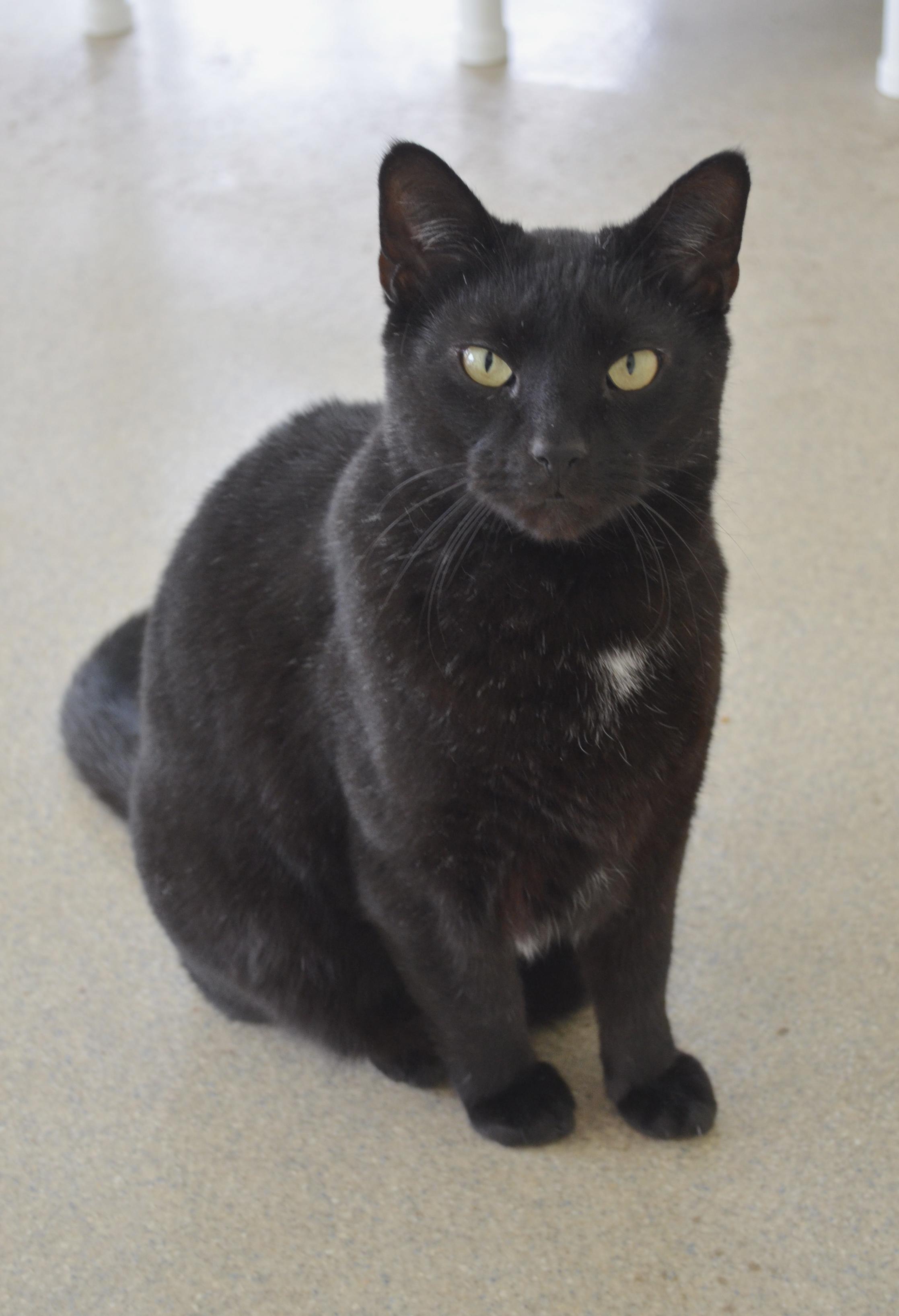 Enlarge Pepe, a ADOPTABLE Domestic Short Hair in Westbrook, CT image 1/5