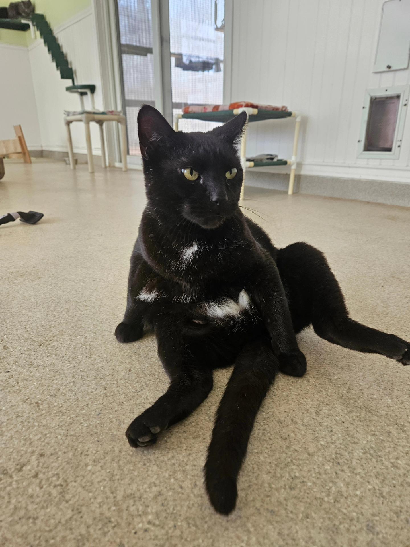 Enlarge Pepe, a ADOPTABLE Domestic Short Hair in Westbrook, CT image 3/5