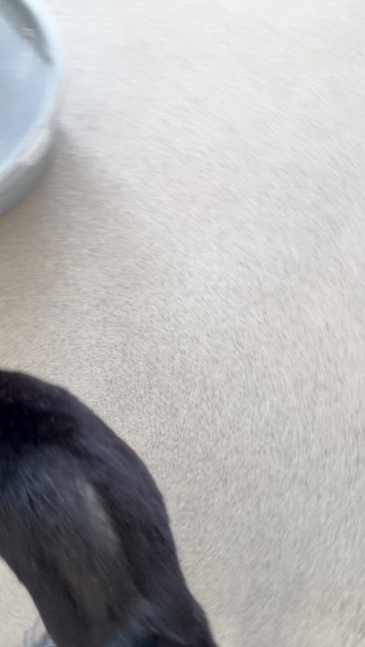 Enlarge Pepe, a ADOPTABLE Domestic Short Hair in Westbrook, CT video 5/5