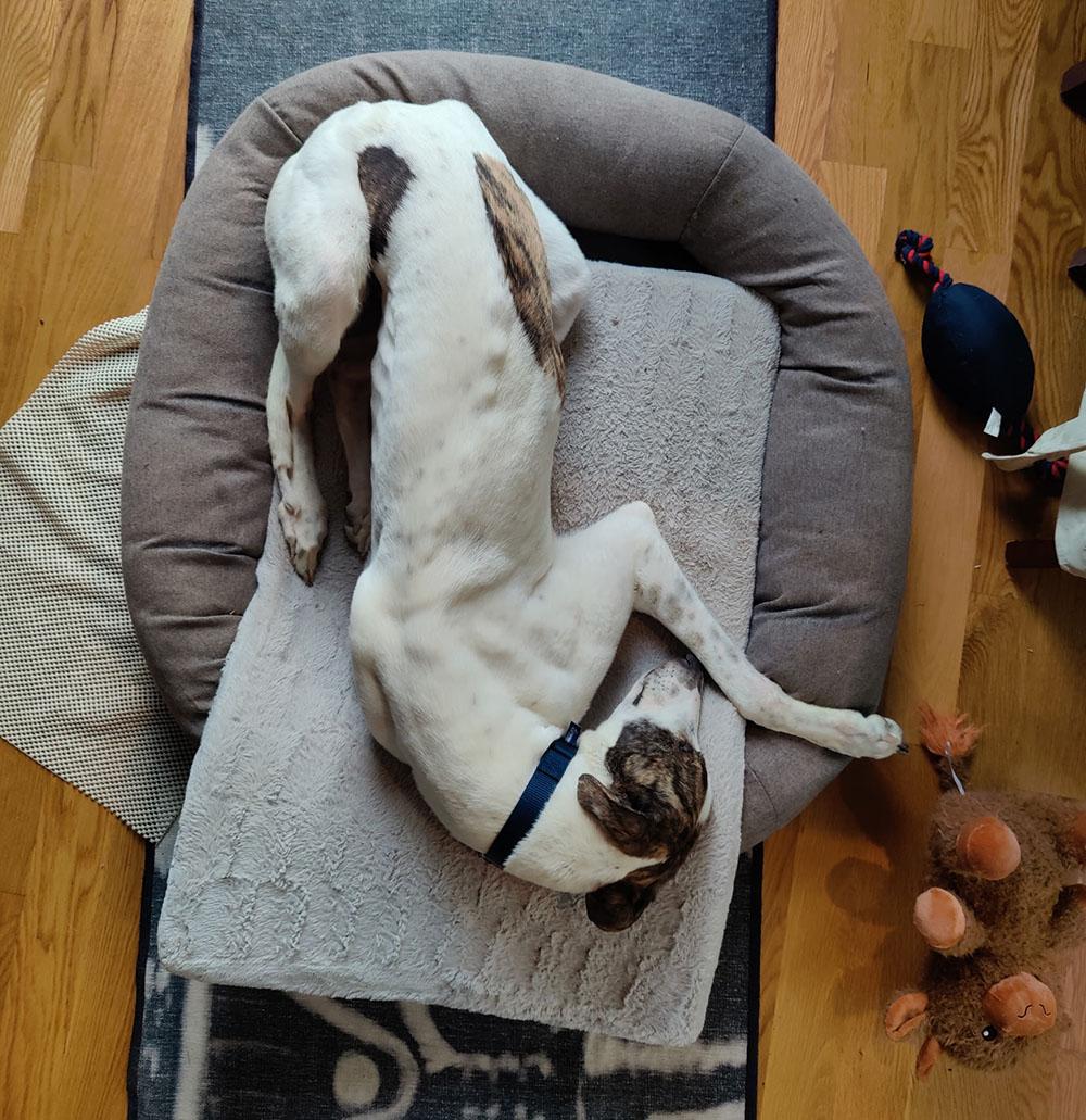 Enlarge Tony, a ADOPTABLE Greyhound in Ware, MA image 3/4