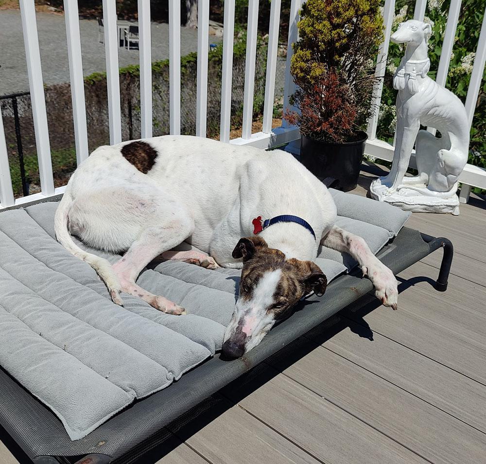 Enlarge Tony, a ADOPTABLE Greyhound in Ware, MA image 4/4